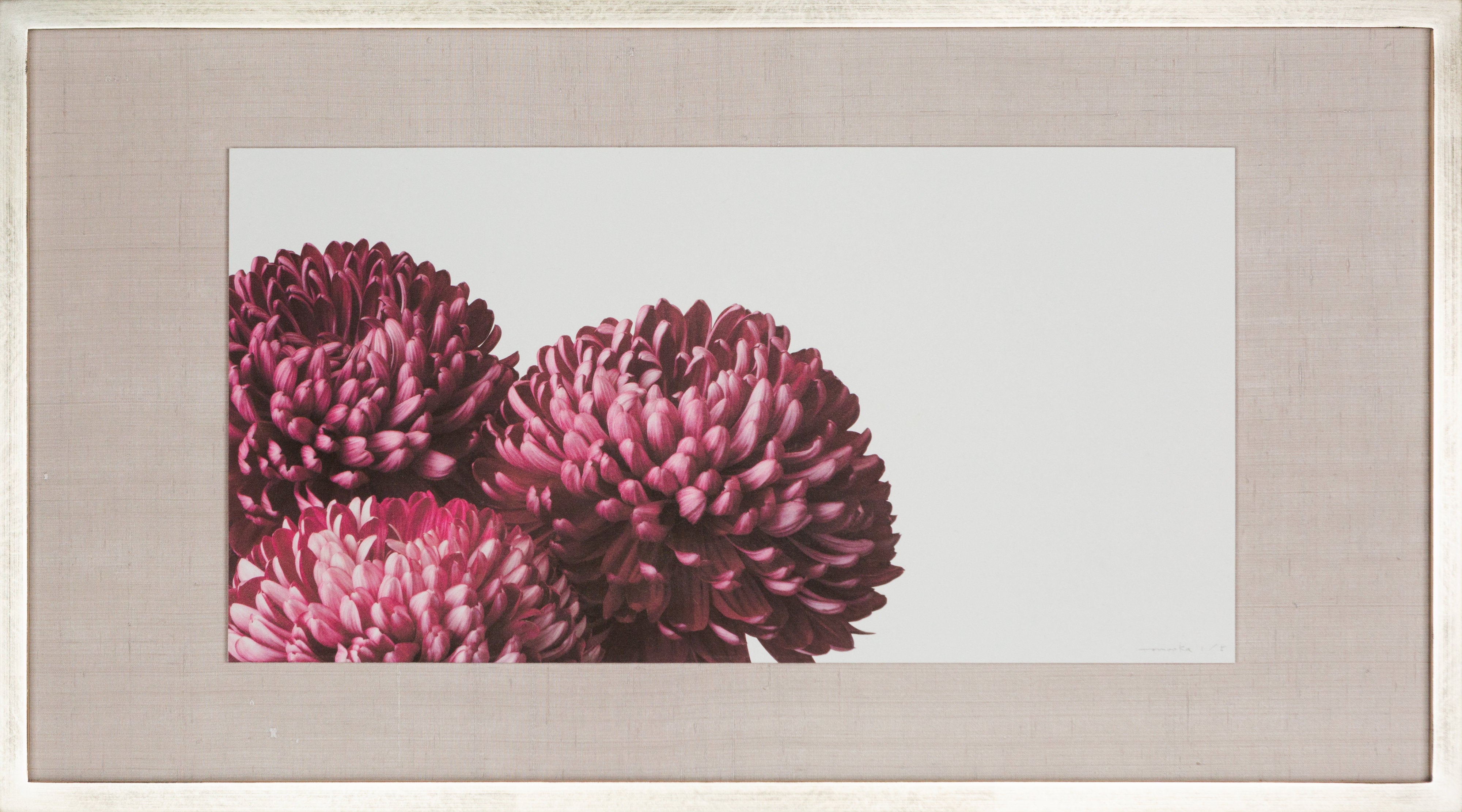 「菊 5」(1/5)Chrysanthemum 5 | 鞆岡 隆史