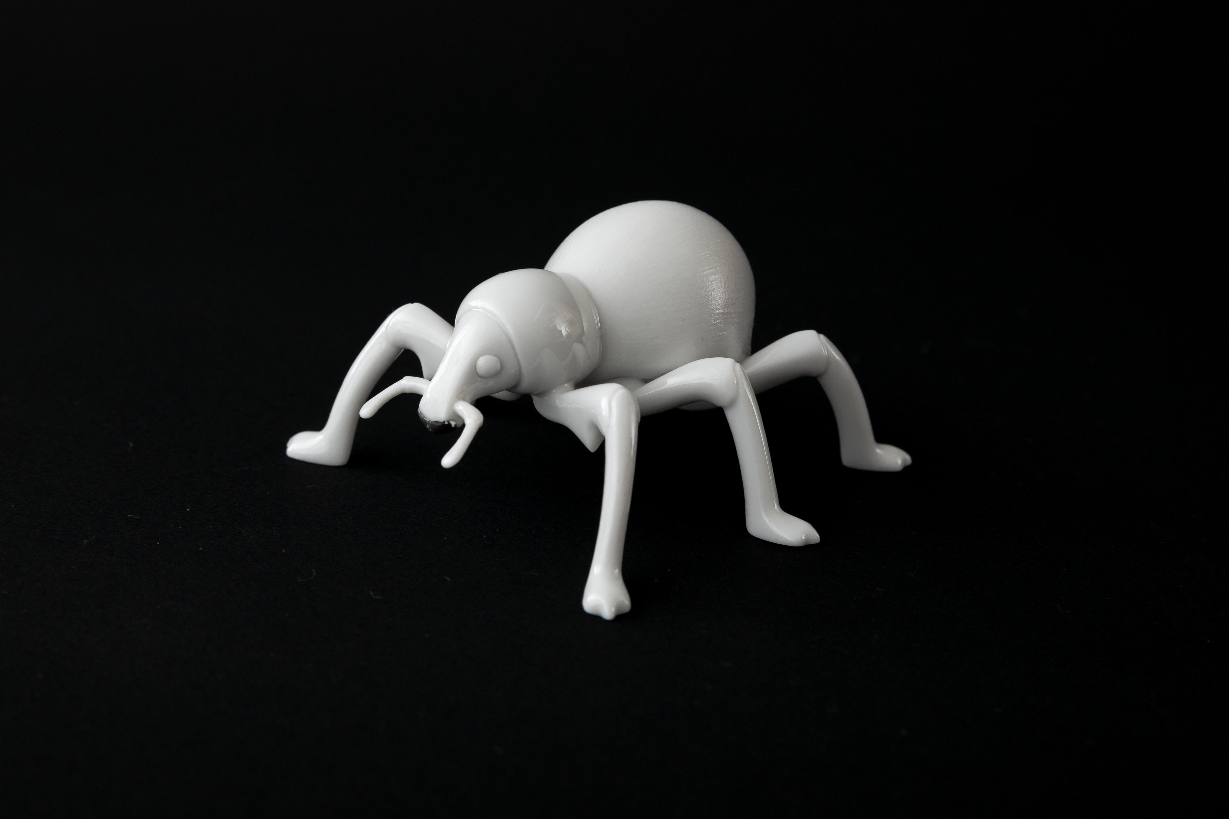 White Pachyrhynchus | 堀 貴春