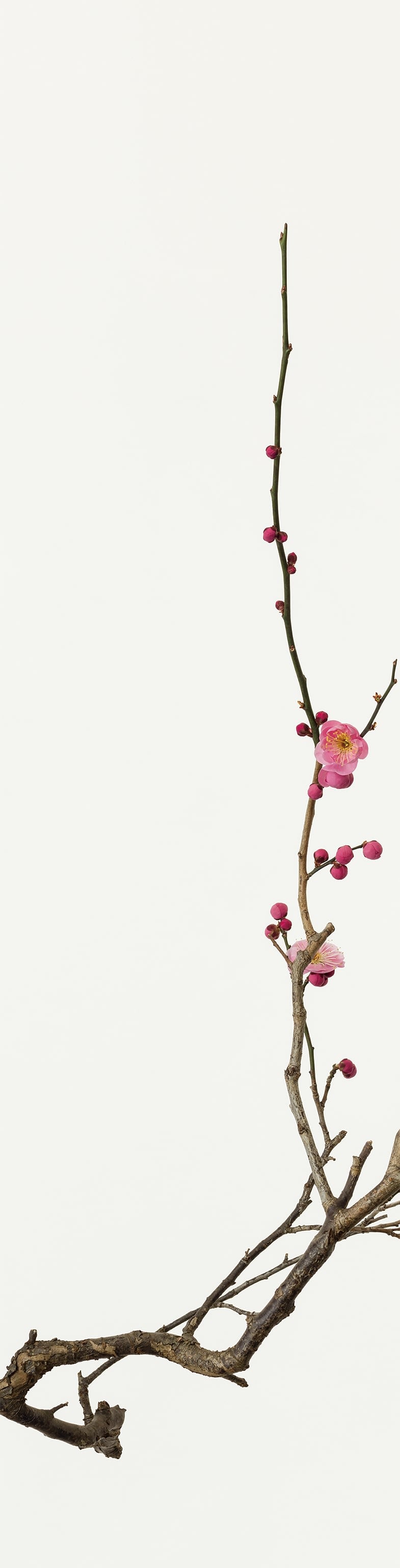「紅梅 4」(2/15)Red Plum Blossoms 4|鞆岡 隆史