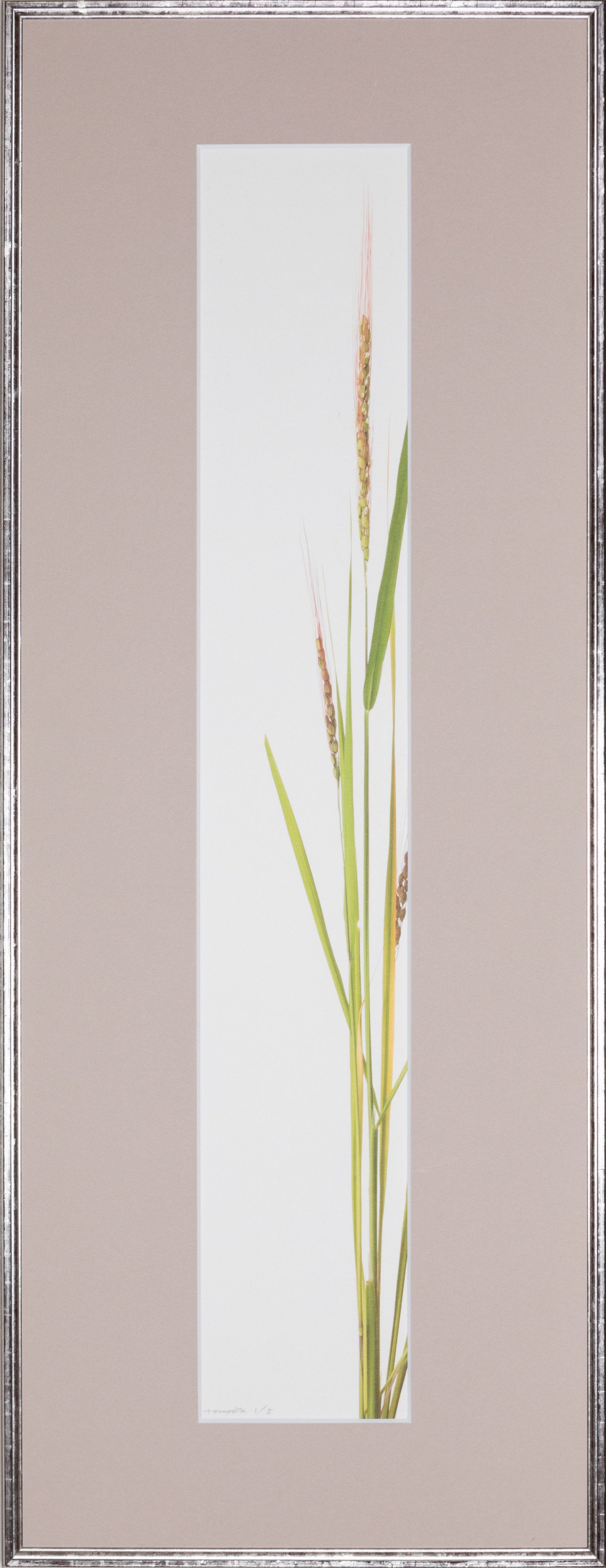 「稲穂 2」(1/5)Rice Ear 2 | 鞆岡 隆史
