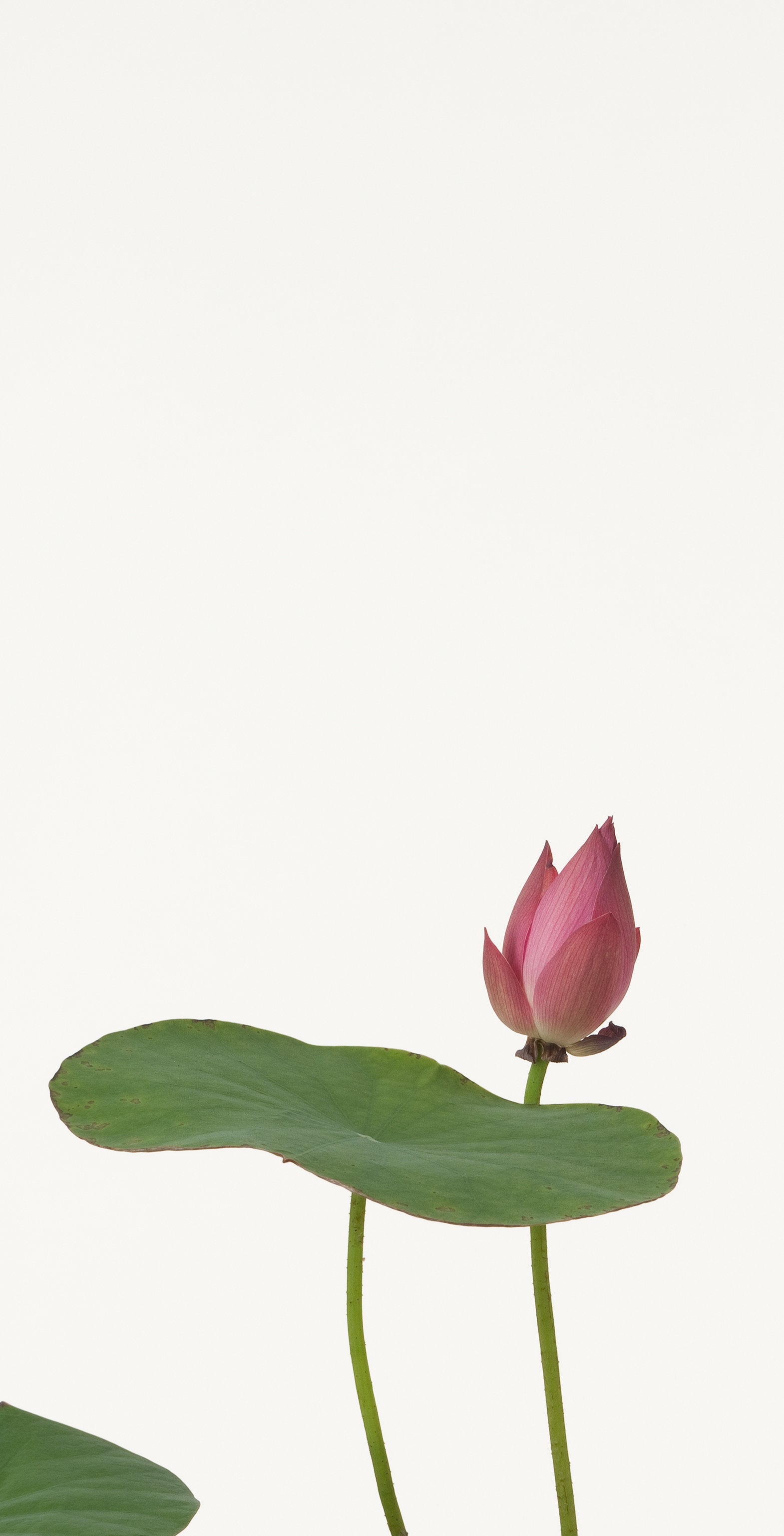 「蓮 2」(7/15) | 鞆岡 隆史