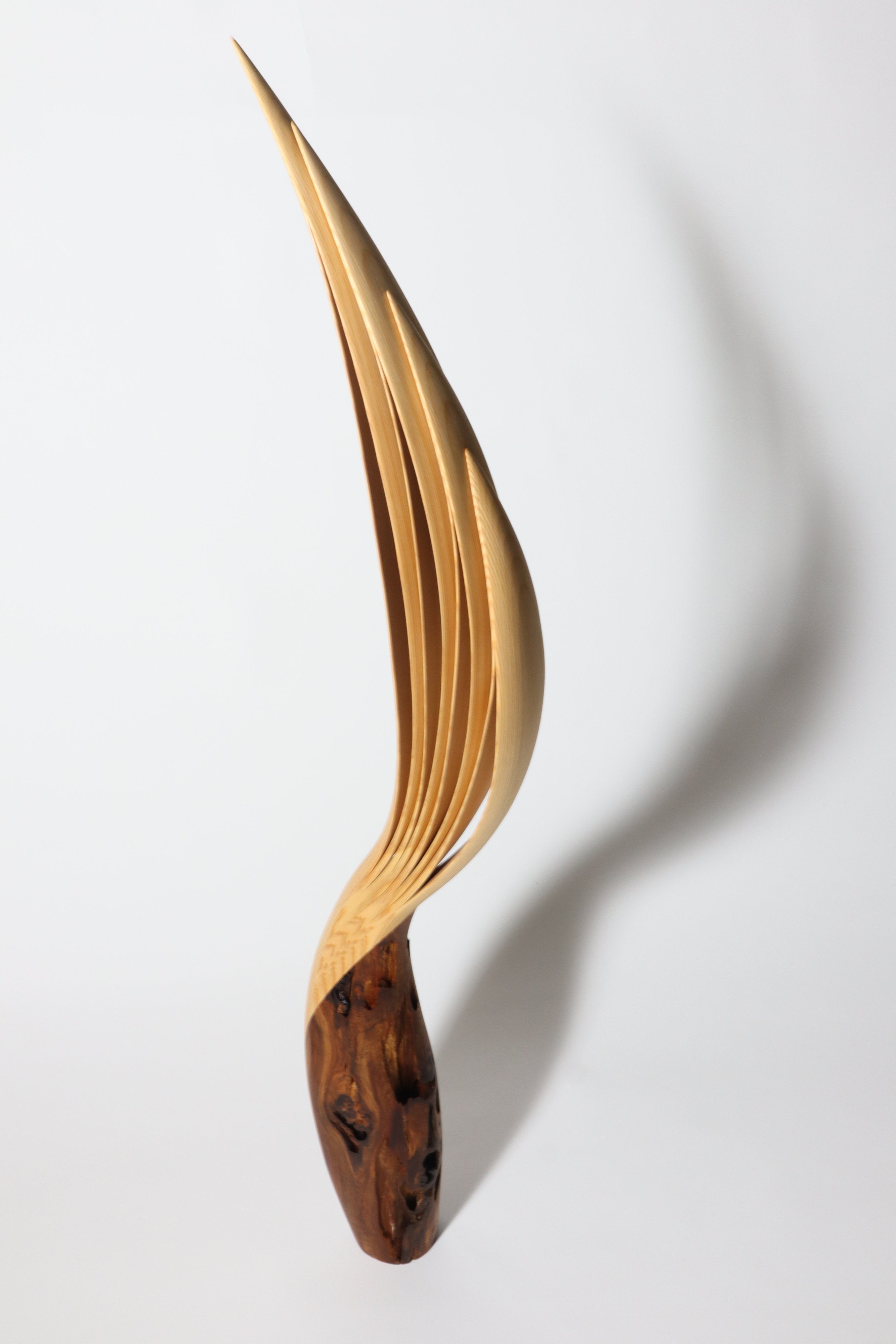 「飛翔」 | 平井 健太