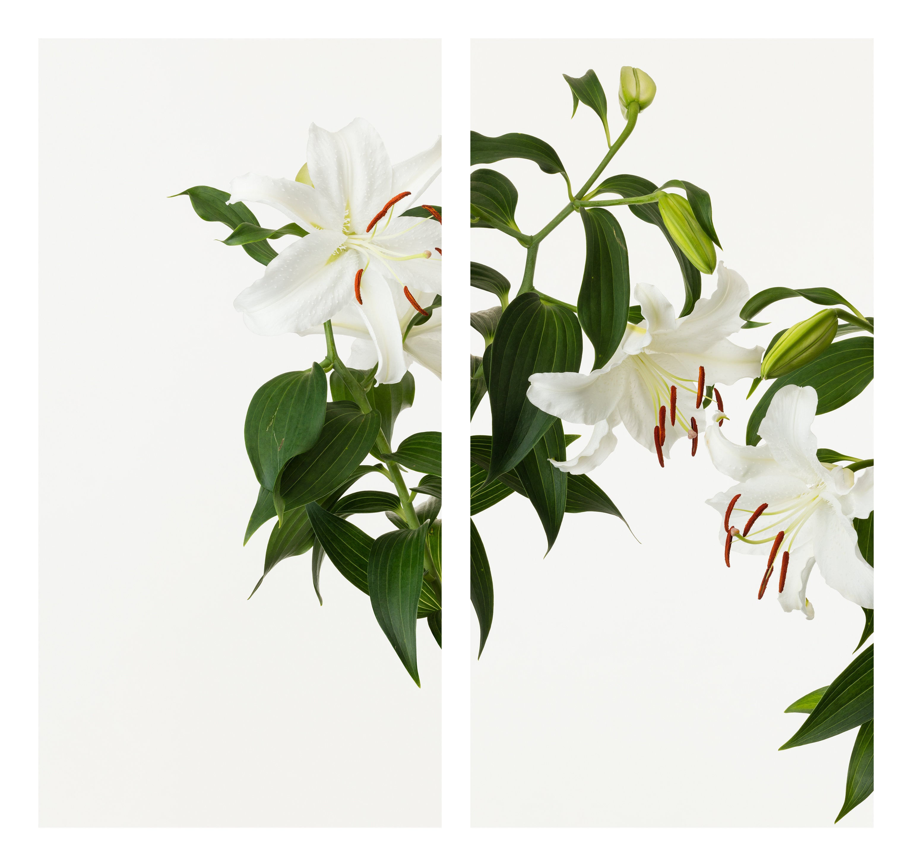 「カサブランカ」2枚組(2/5) | 鞆岡 隆史