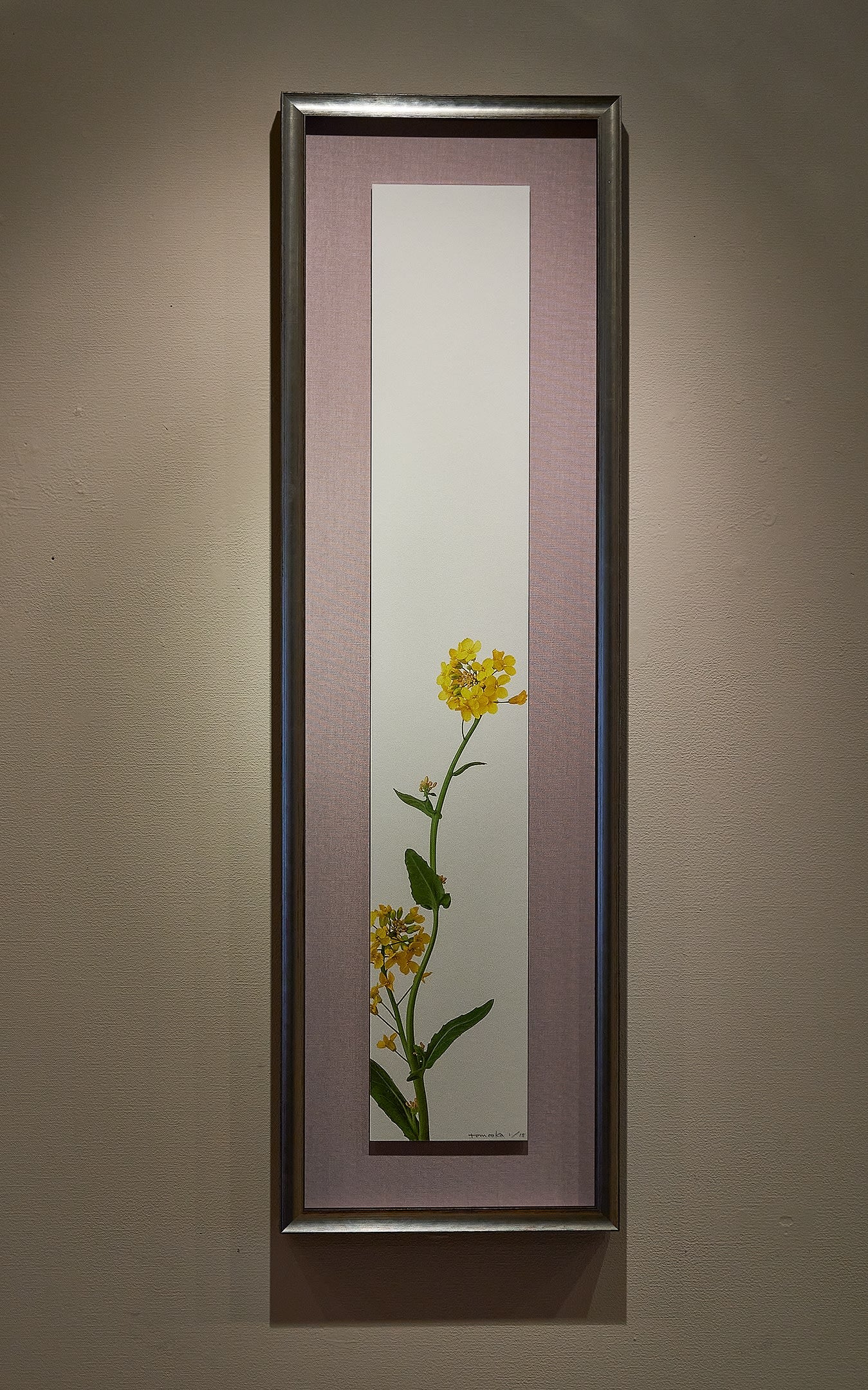 「菜の花 1」(1/15) Rape Blossoms 1 | 鞆岡 隆史