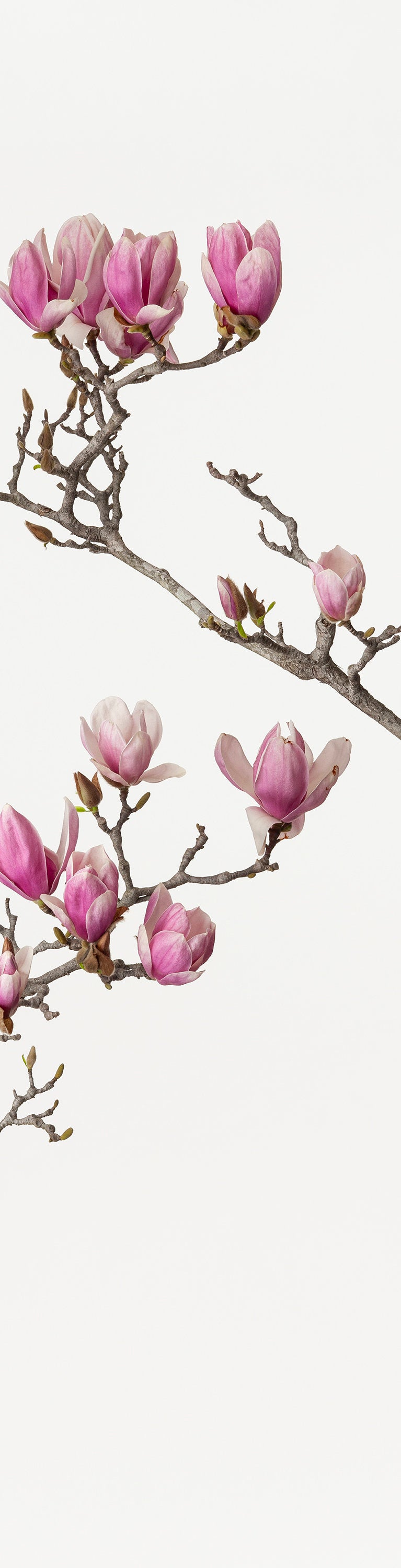 「木蓮 5」(1/15) | 鞆岡 隆史