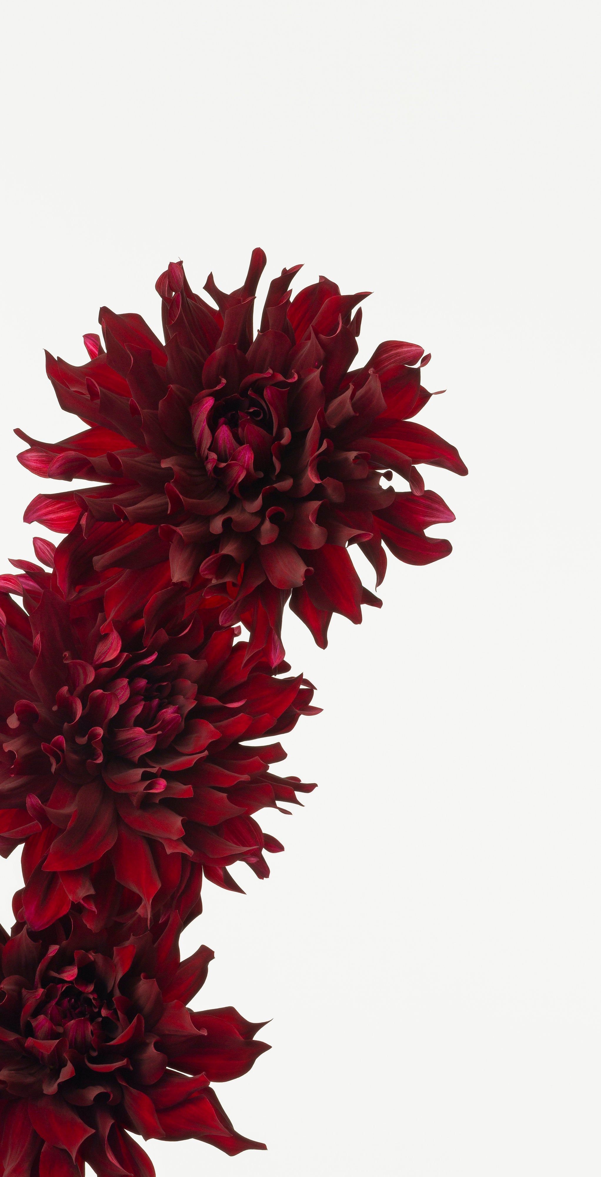 「ダリア 3」(2/15) | 鞆岡 隆史