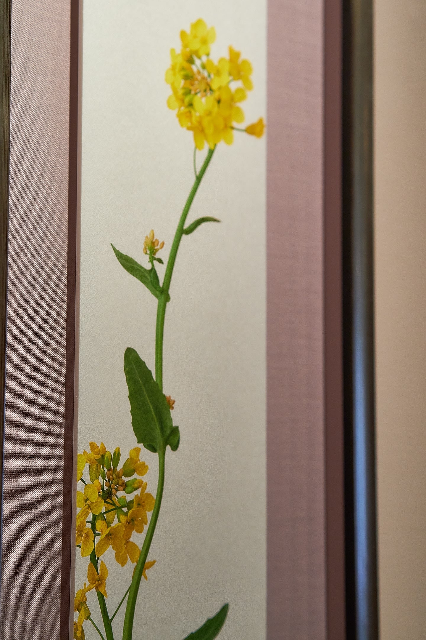「菜の花 1」(1/15) Rape Blossoms 1 | 鞆岡 隆史