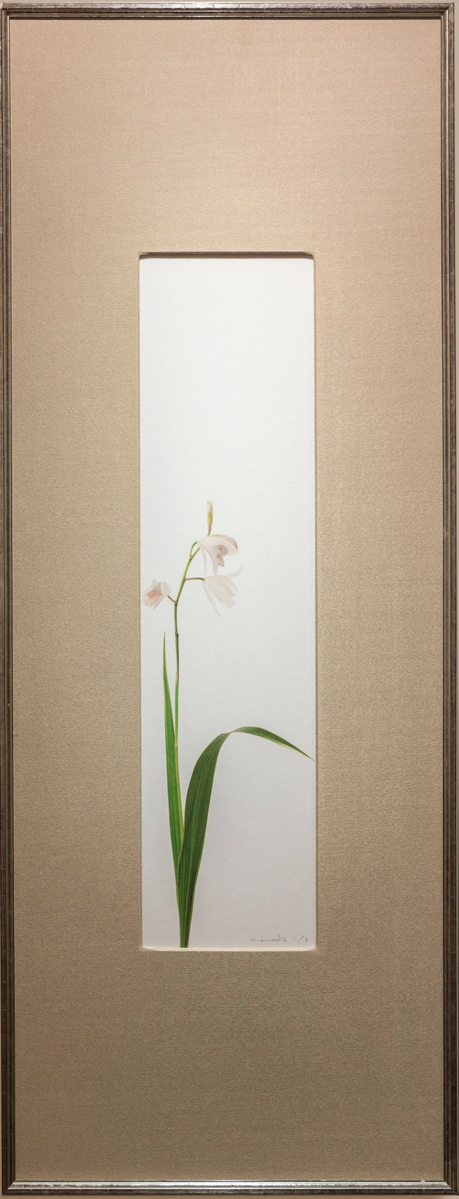 「紫蘭」(白花)(1/5)Purple Orchid | 鞆岡 隆史