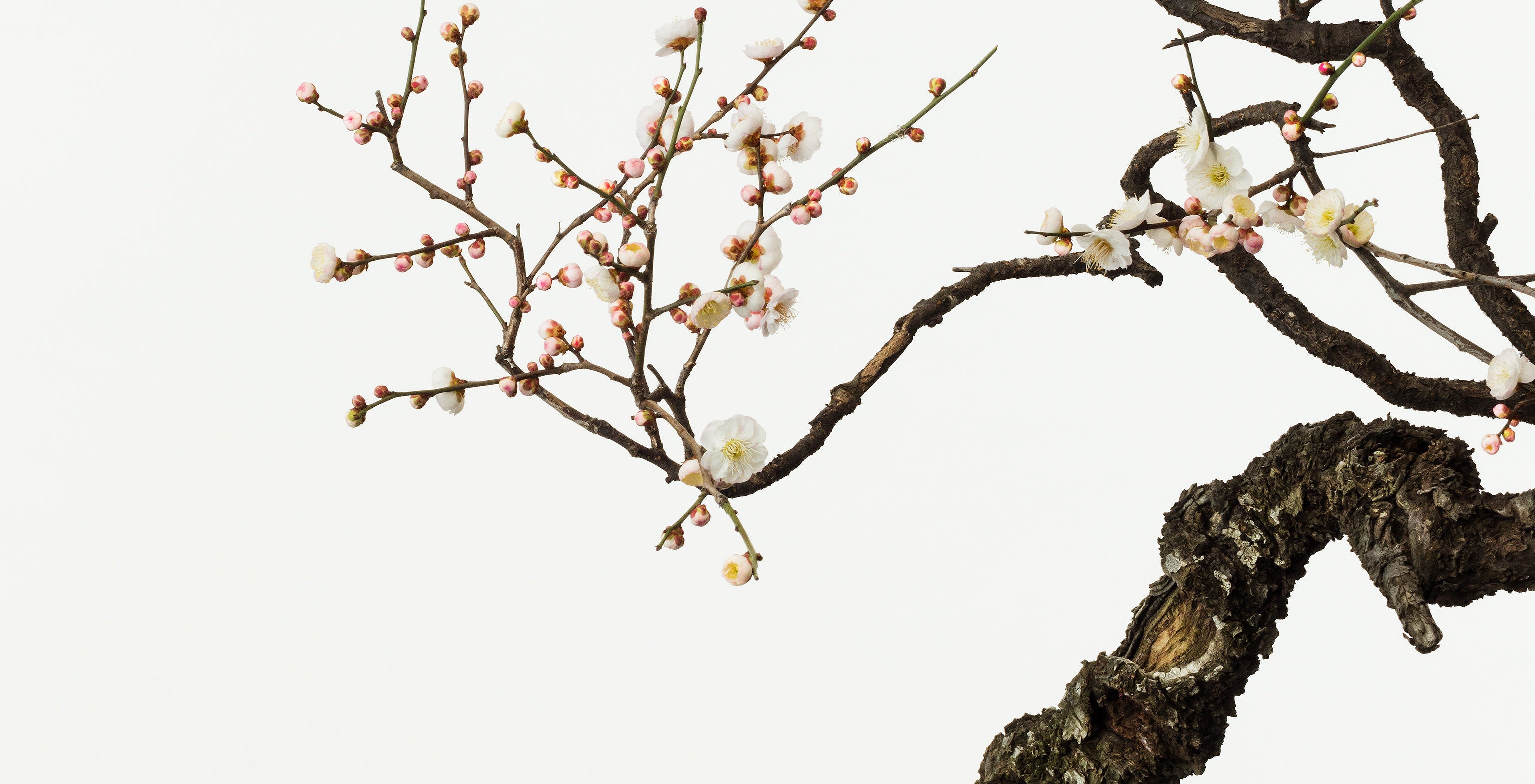 「梅2」(2/5) | 鞆岡 隆史