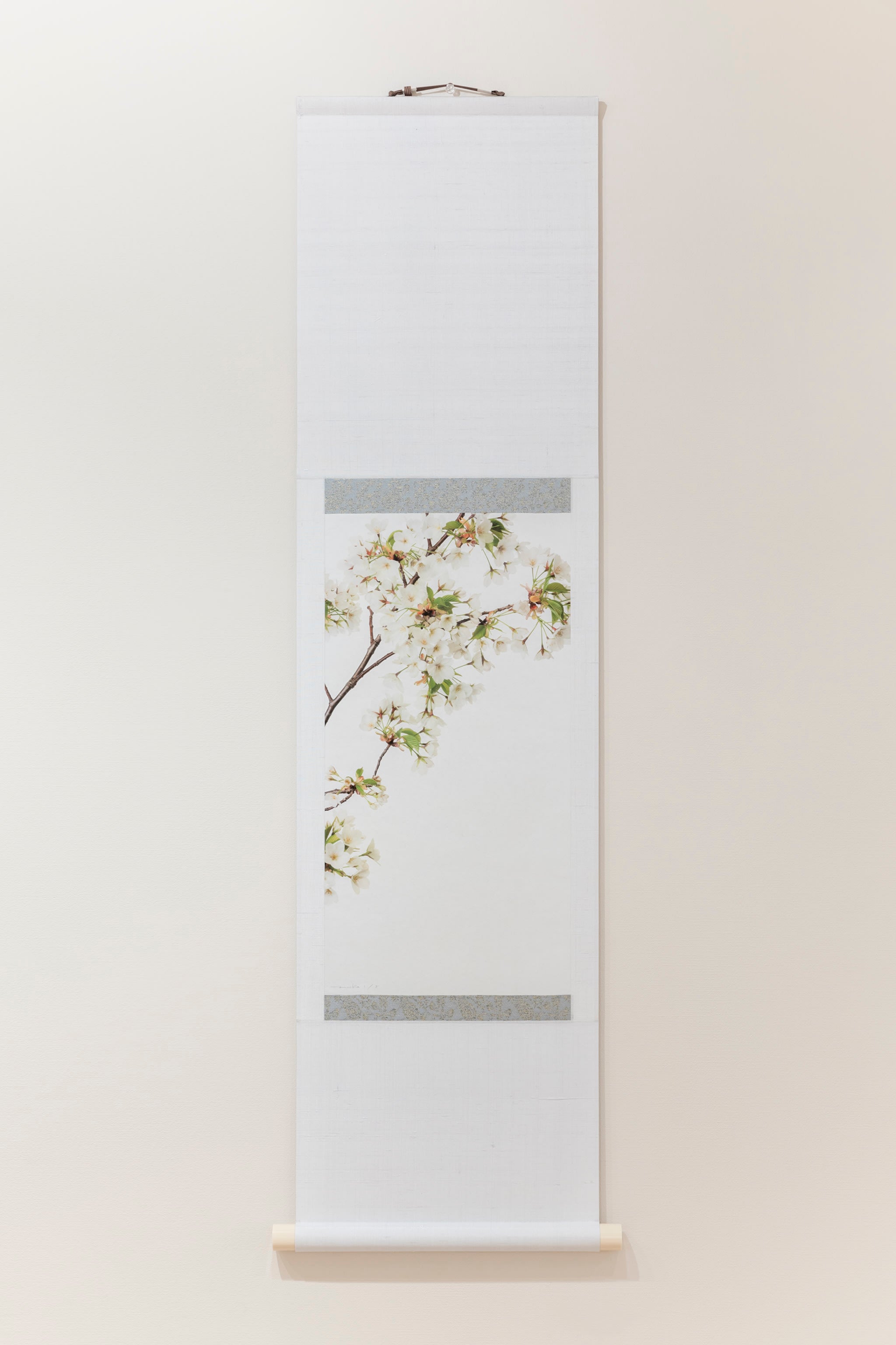 「大島桜」(1/5)Oshima Cherry Blossom Scroll | 鞆岡 隆史