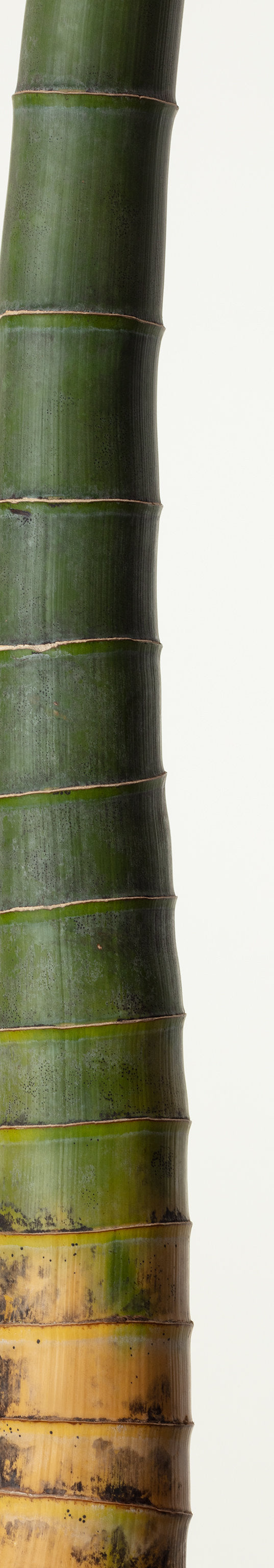 「竹 4」(3/15) | 鞆岡 隆史