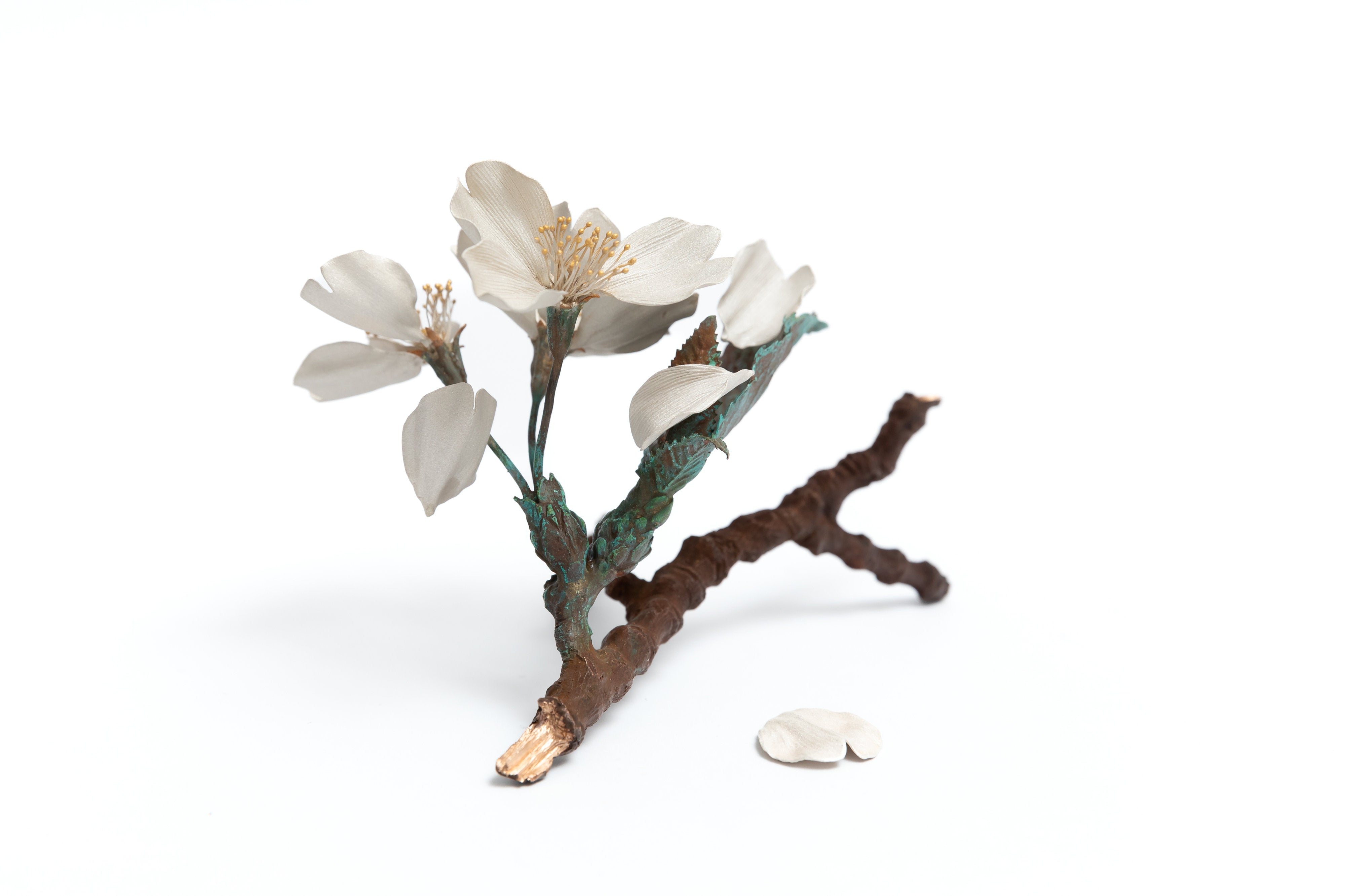 桜|鈴木祥太