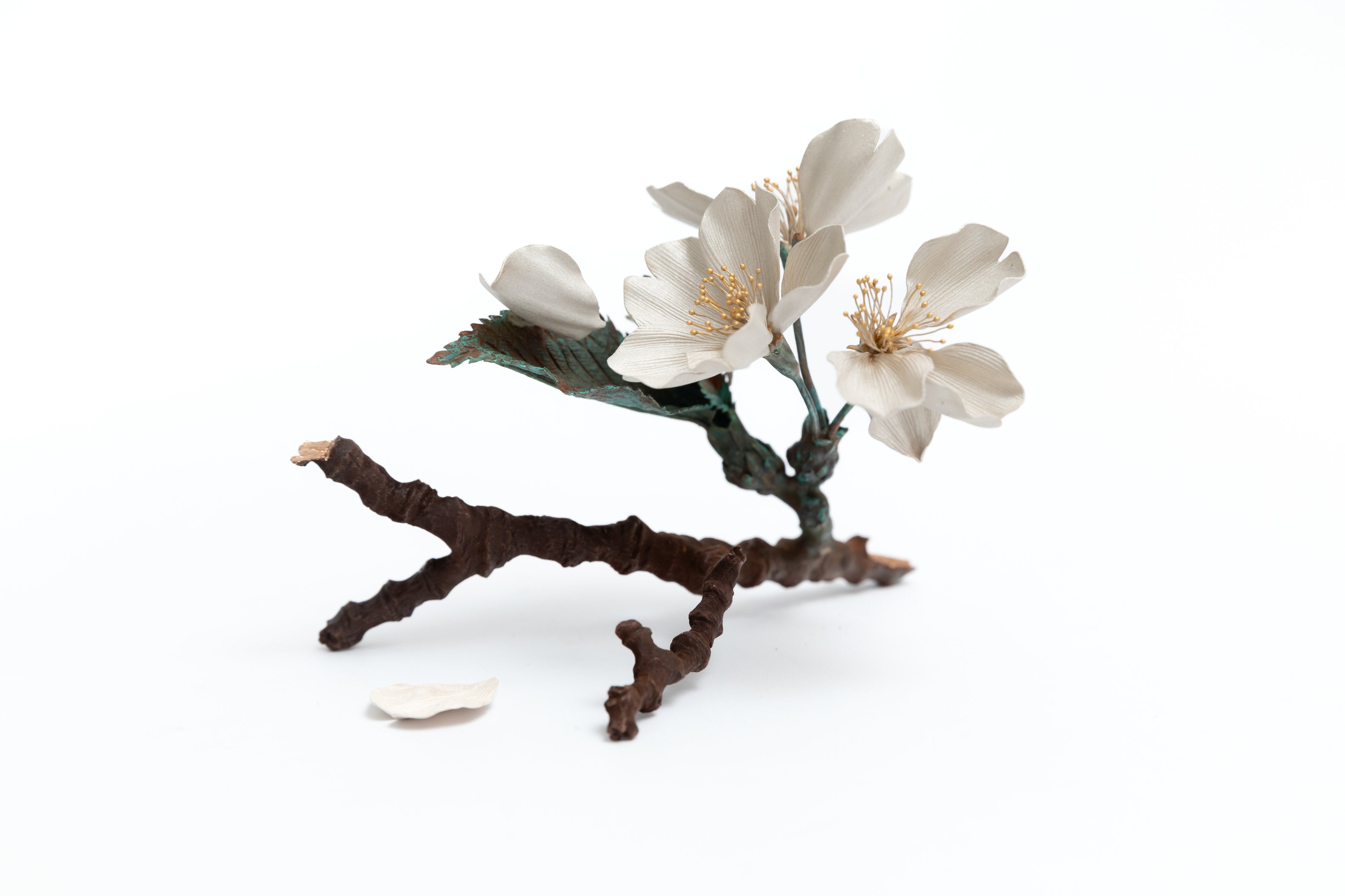 桜|鈴木祥太