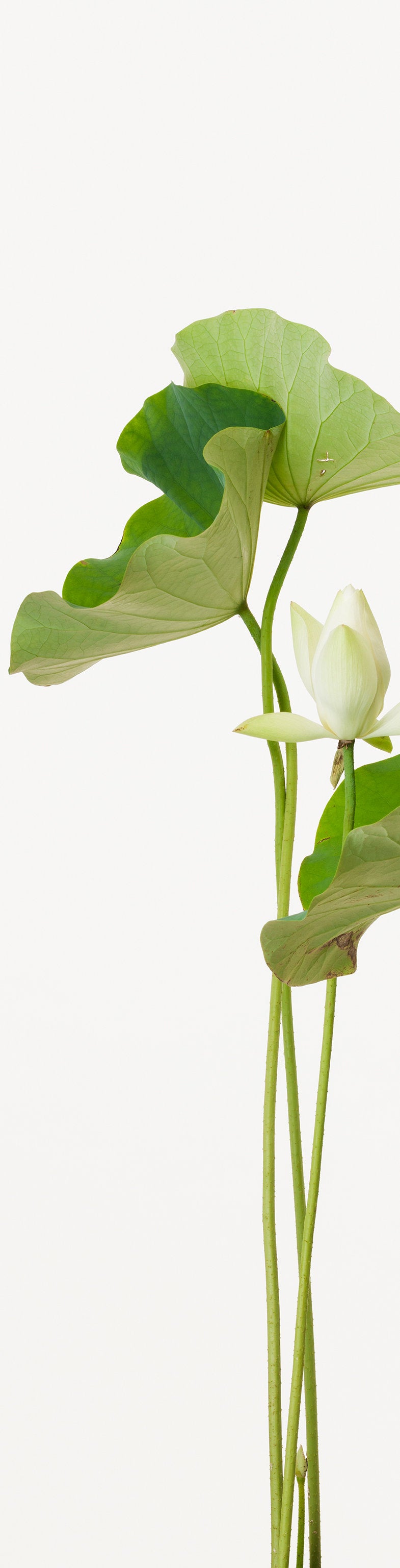 「真如蓮 3」(4/5) | 鞆岡 隆史