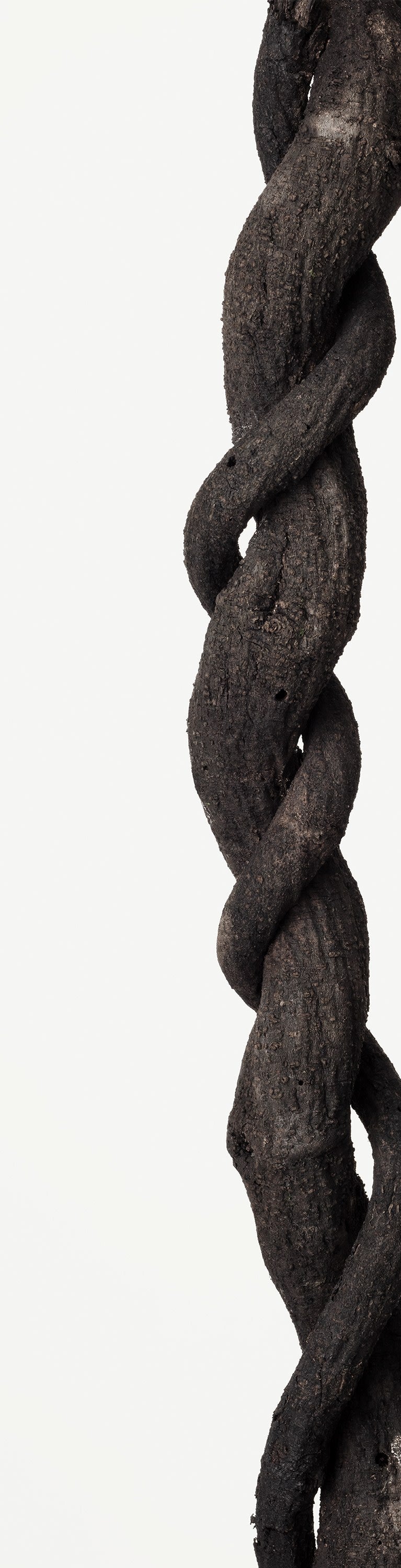 「フジ(藤)9」(1/15) | 鞆岡 隆史