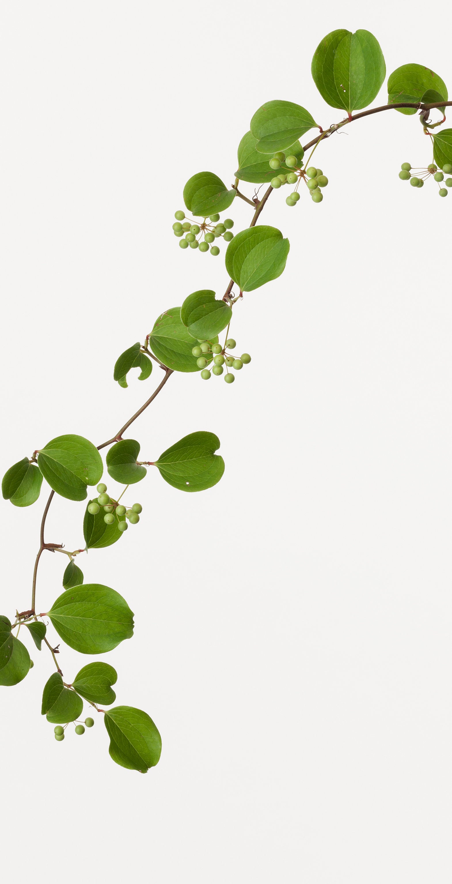 「山帰来 3」(2/5) | 鞆岡 隆史