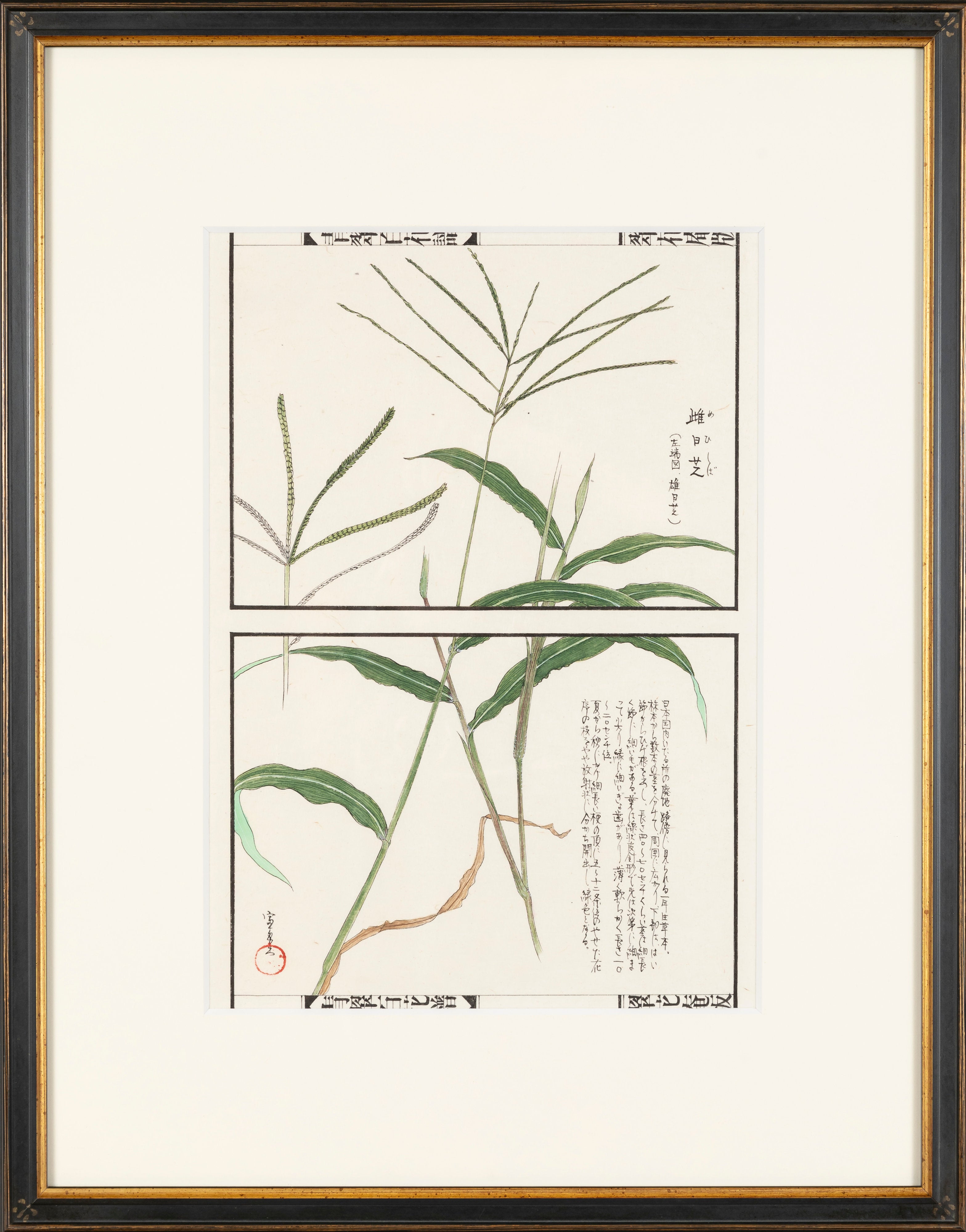 百花譜 「メヒシバ」 | 川岸 富士男
