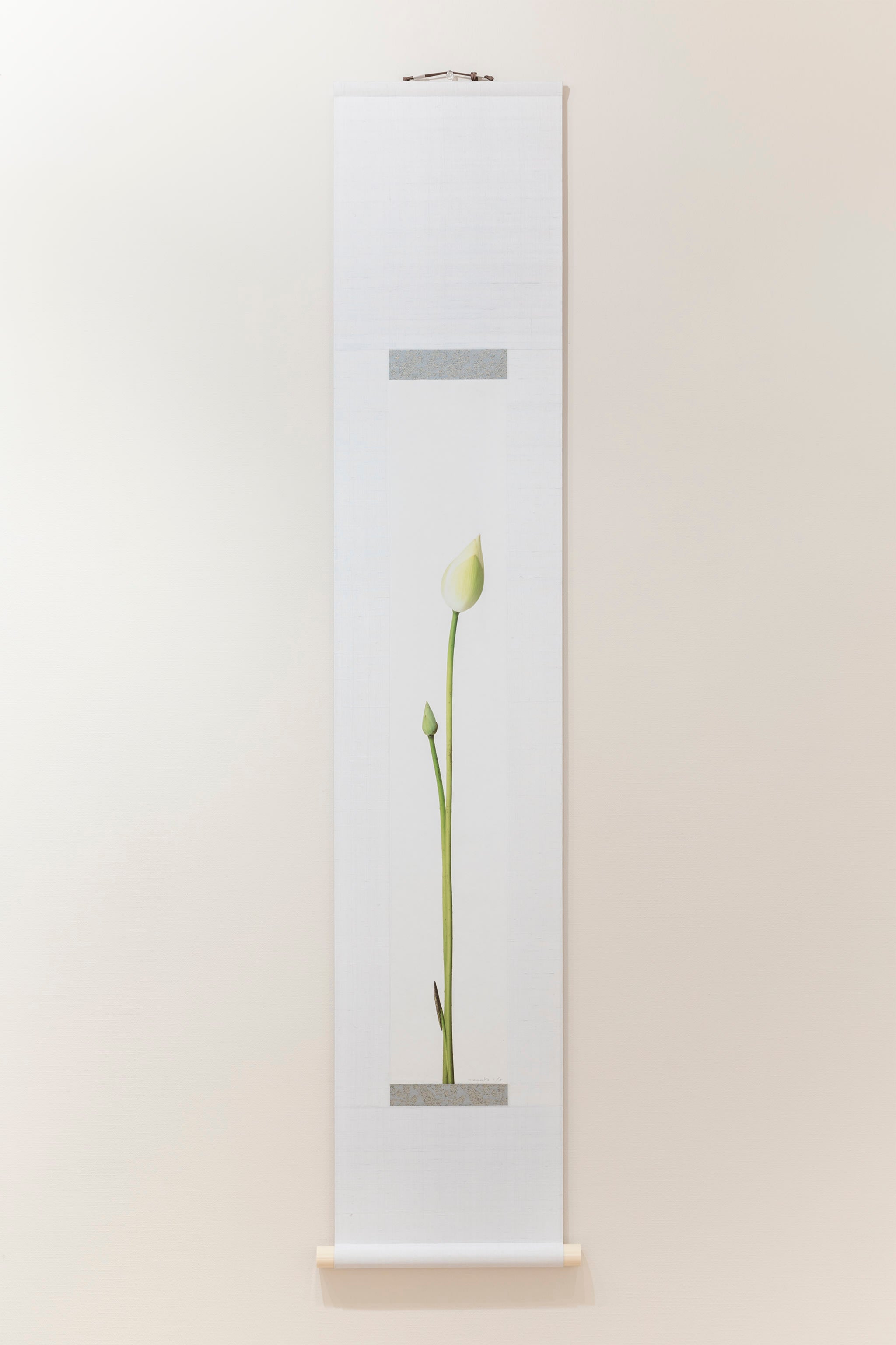 「白光蓮」(1/5)Tulip Lotus Scroll | 鞆岡 隆史