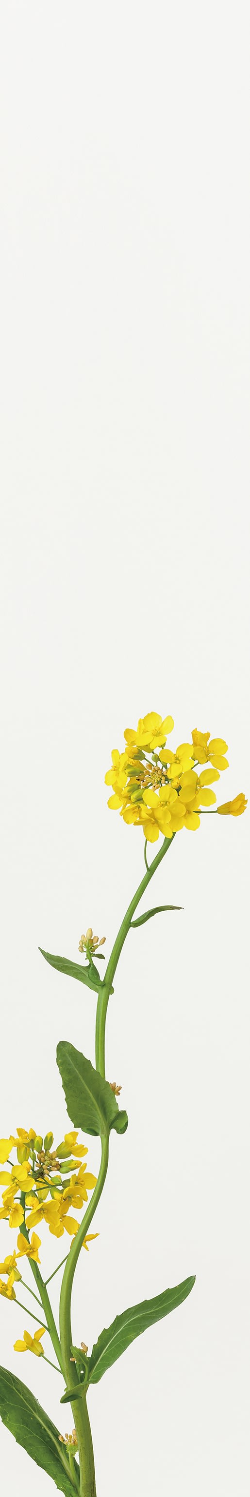 「菜の花 1」(1/15) Rape Blossoms 1 | 鞆岡 隆史