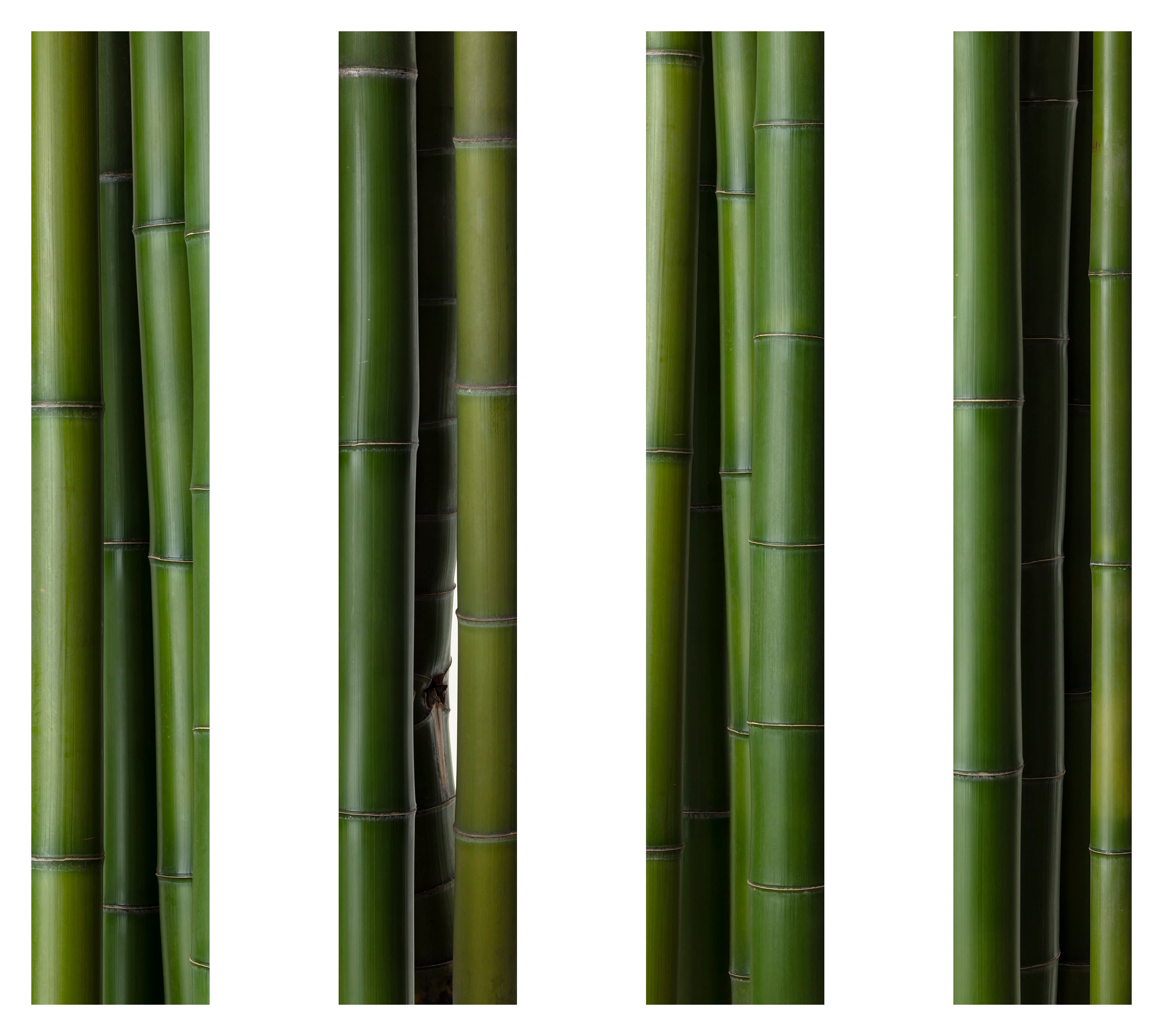 「竹 3」(1/5)(4枚組)Bamboo 3 | 鞆岡 隆史