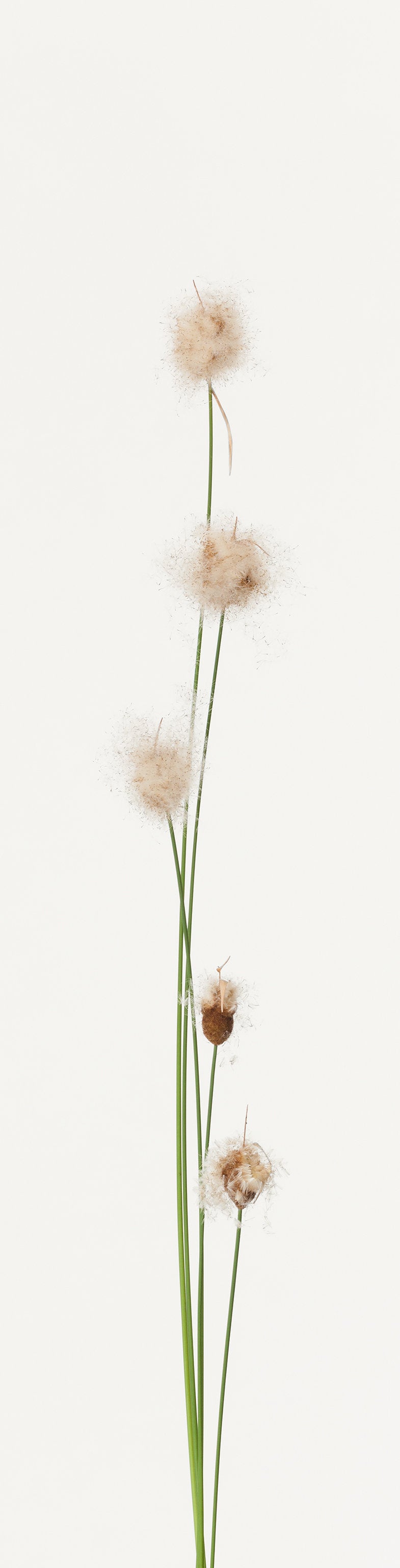 「蒲 1」(1/15) | 鞆岡 隆史