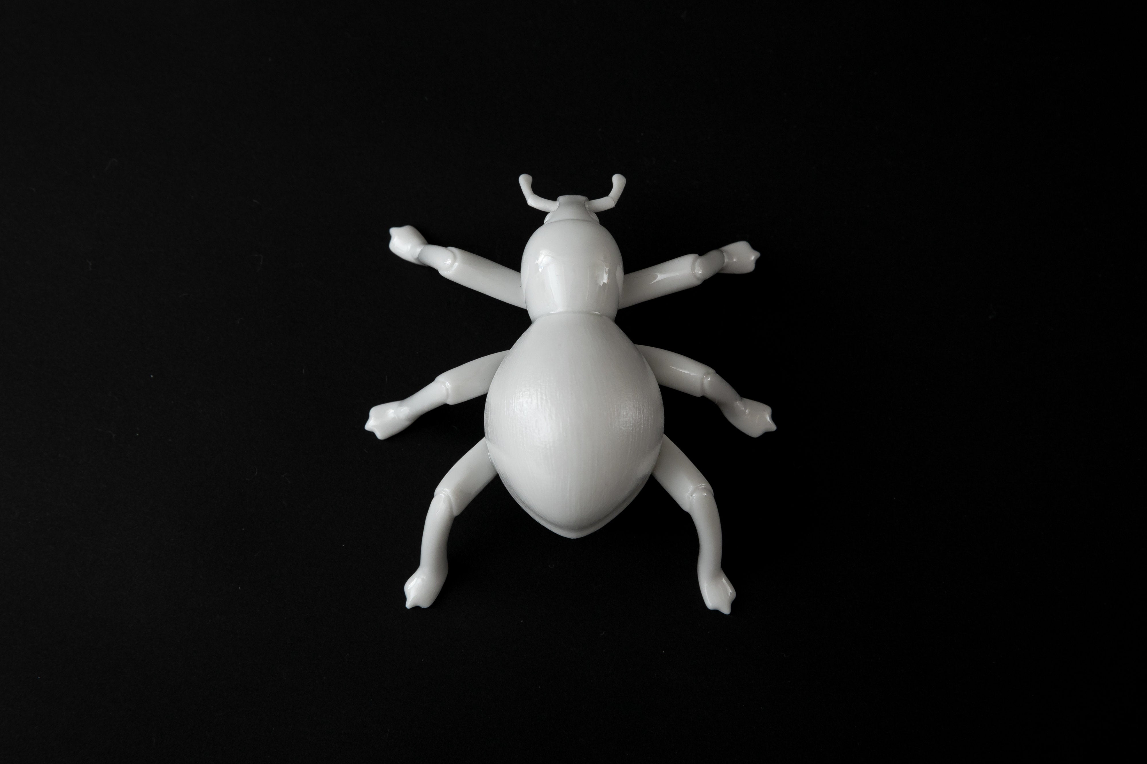 White Pachyrhynchus | 堀 貴春