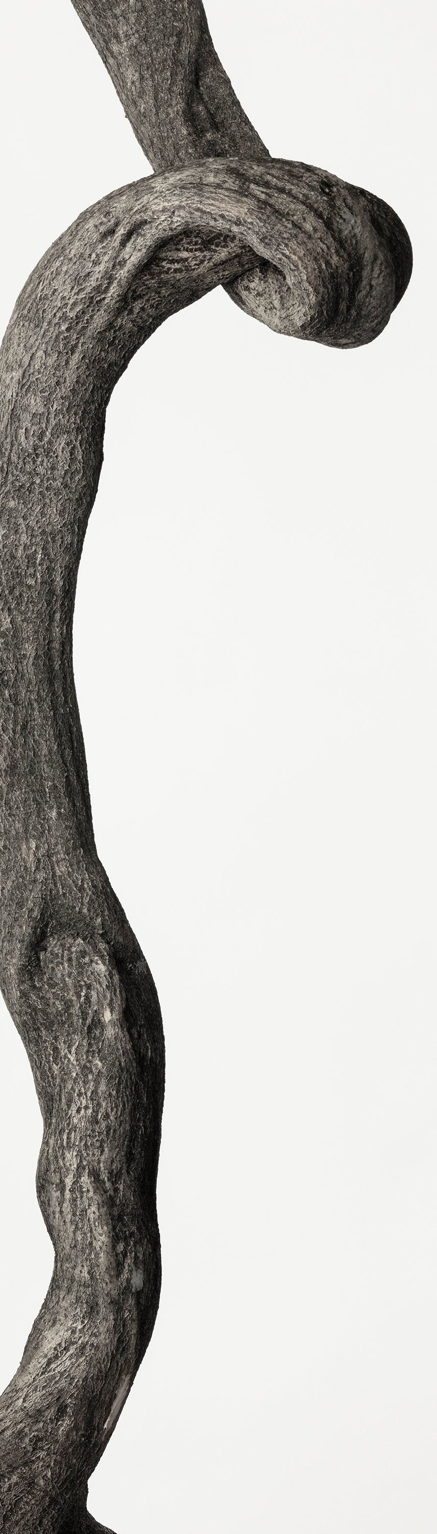 「藤蔓 1」(1/15) | 鞆岡 隆史