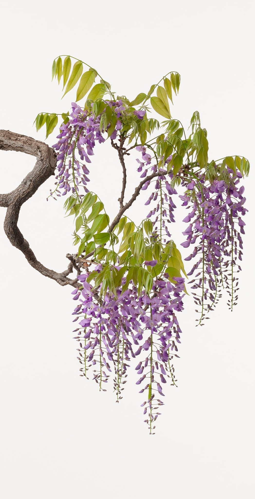 「藤 8」(1/15) Wisteria 8 | 鞆岡 隆史