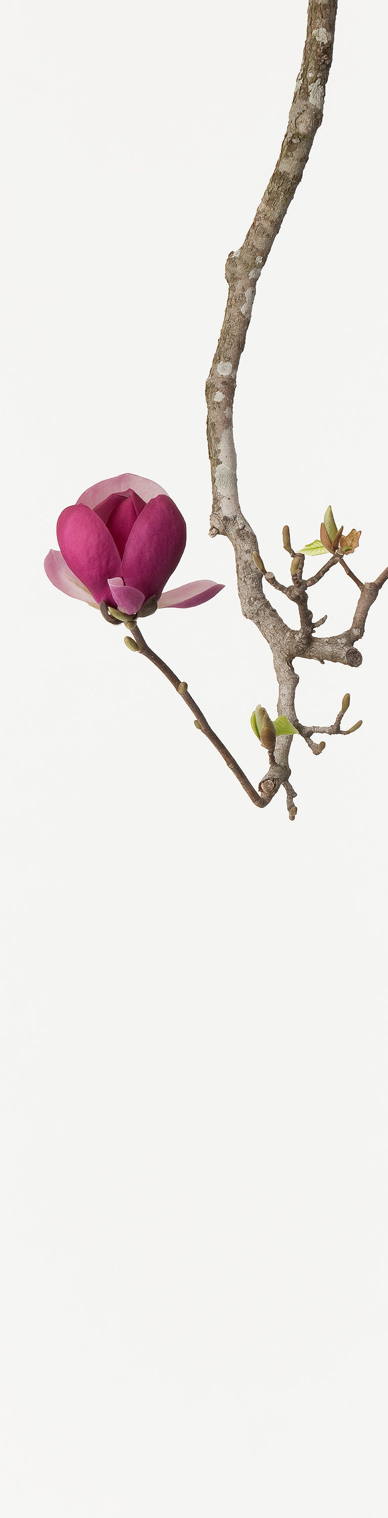 「木蓮 4」(1/15) | 鞆岡 隆史