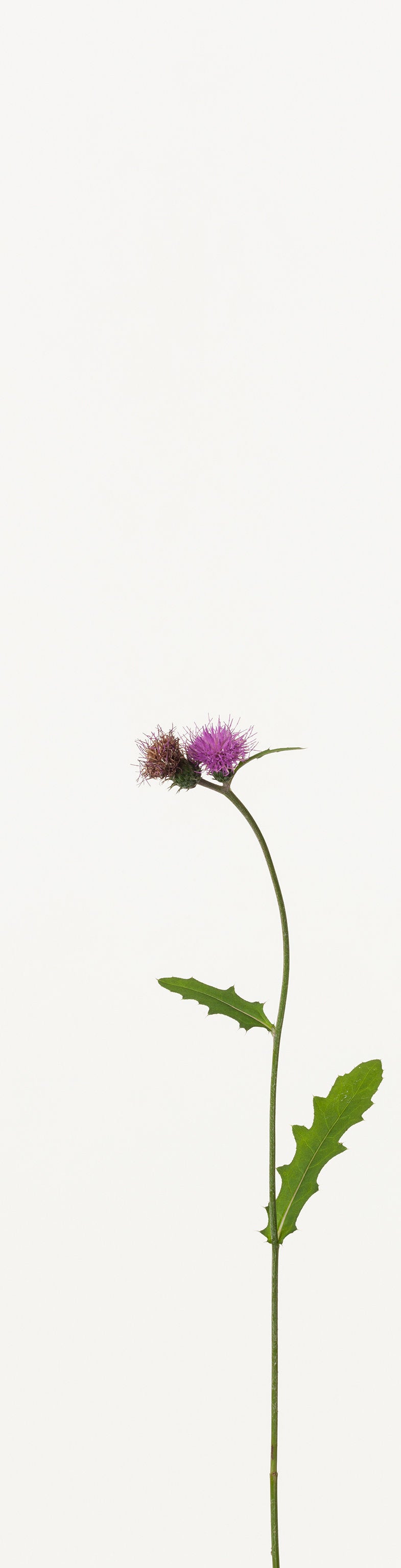 「アザミ 2」(2/5) | 鞆岡 隆史