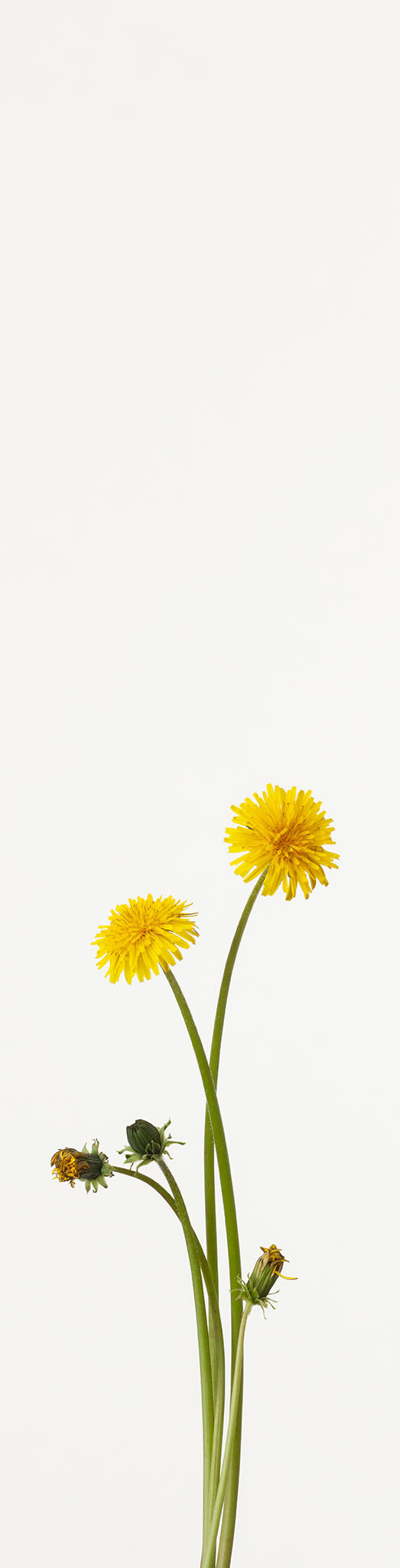 「蒲公英 4」(1/15)Tempopo, Dandelion 4 Scroll | 鞆岡 隆史
