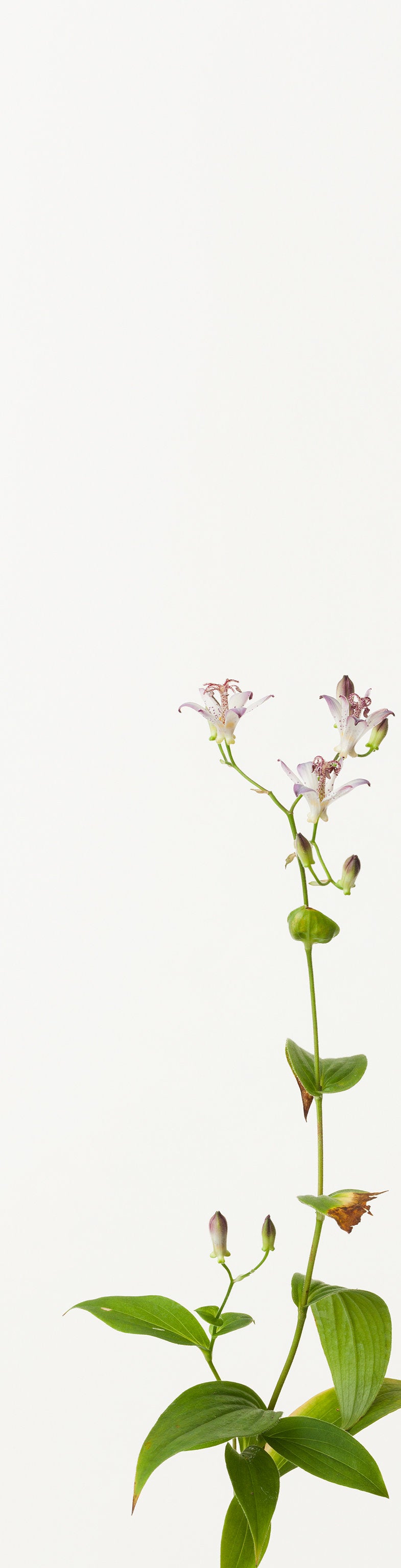 「杜鵑草 3」(2/15) | 鞆岡 隆史