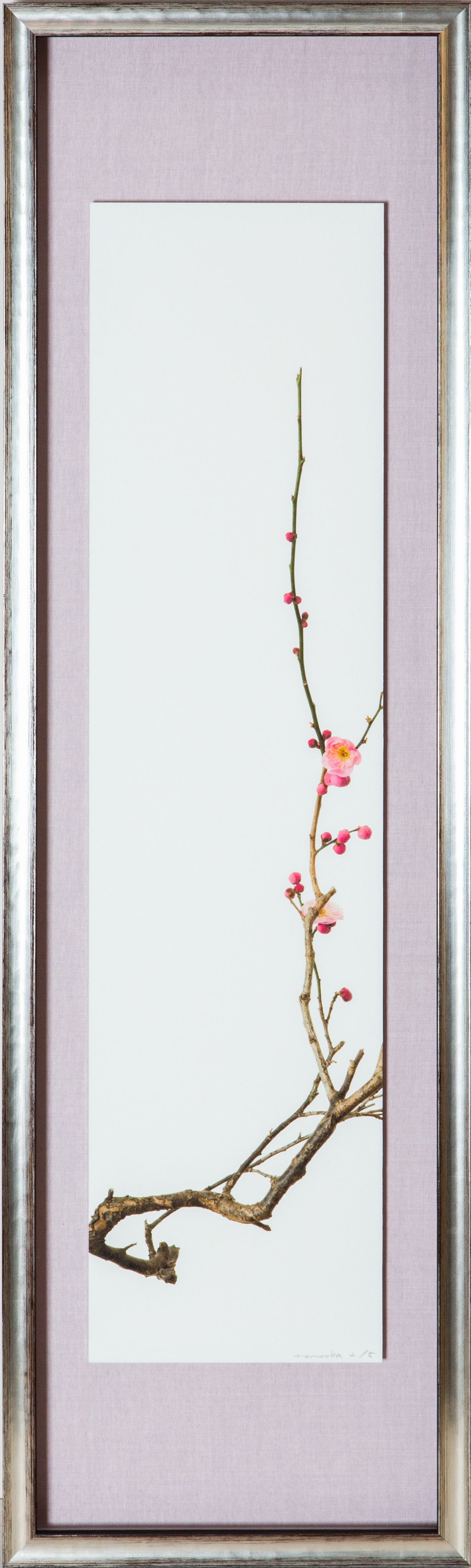 「紅梅 4」(2/15)Red Plum Blossoms 4|鞆岡 隆史