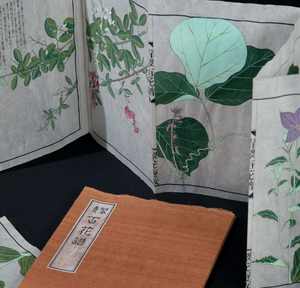 The World of Fujio Kawagishi Like an old botanical illustrated book...