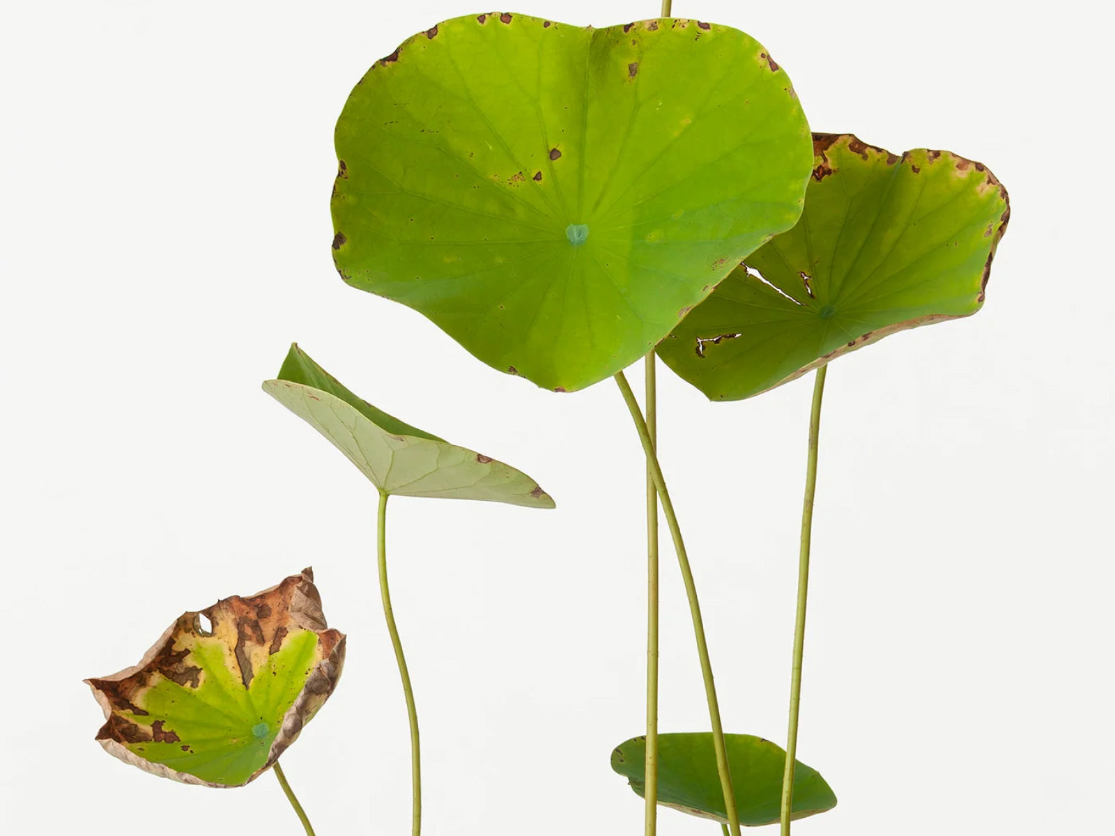 写真と絵画の“ 間（あわい）”
