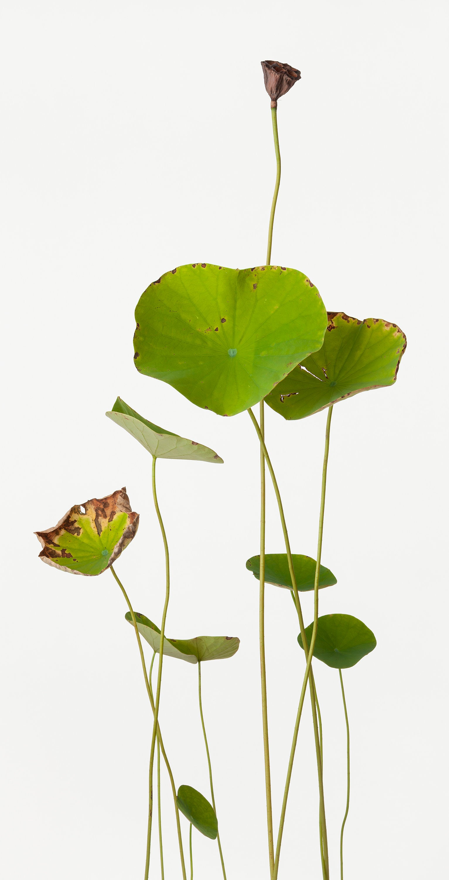 「蓮 4」（1/15) | 鞆岡 隆史