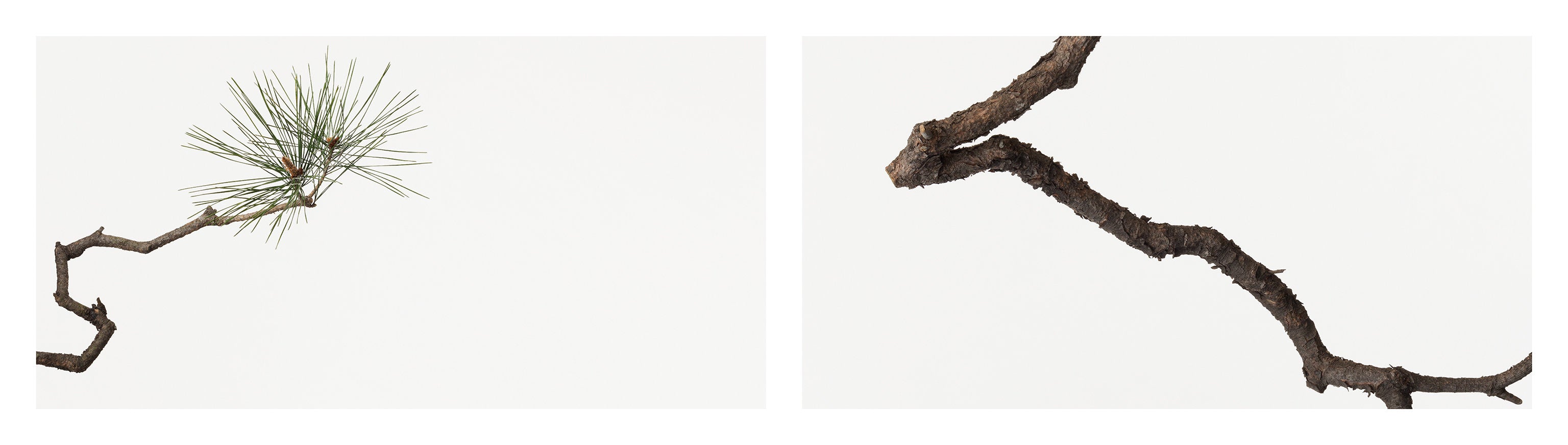 「松 9」（1/15) | 鞆岡 隆史