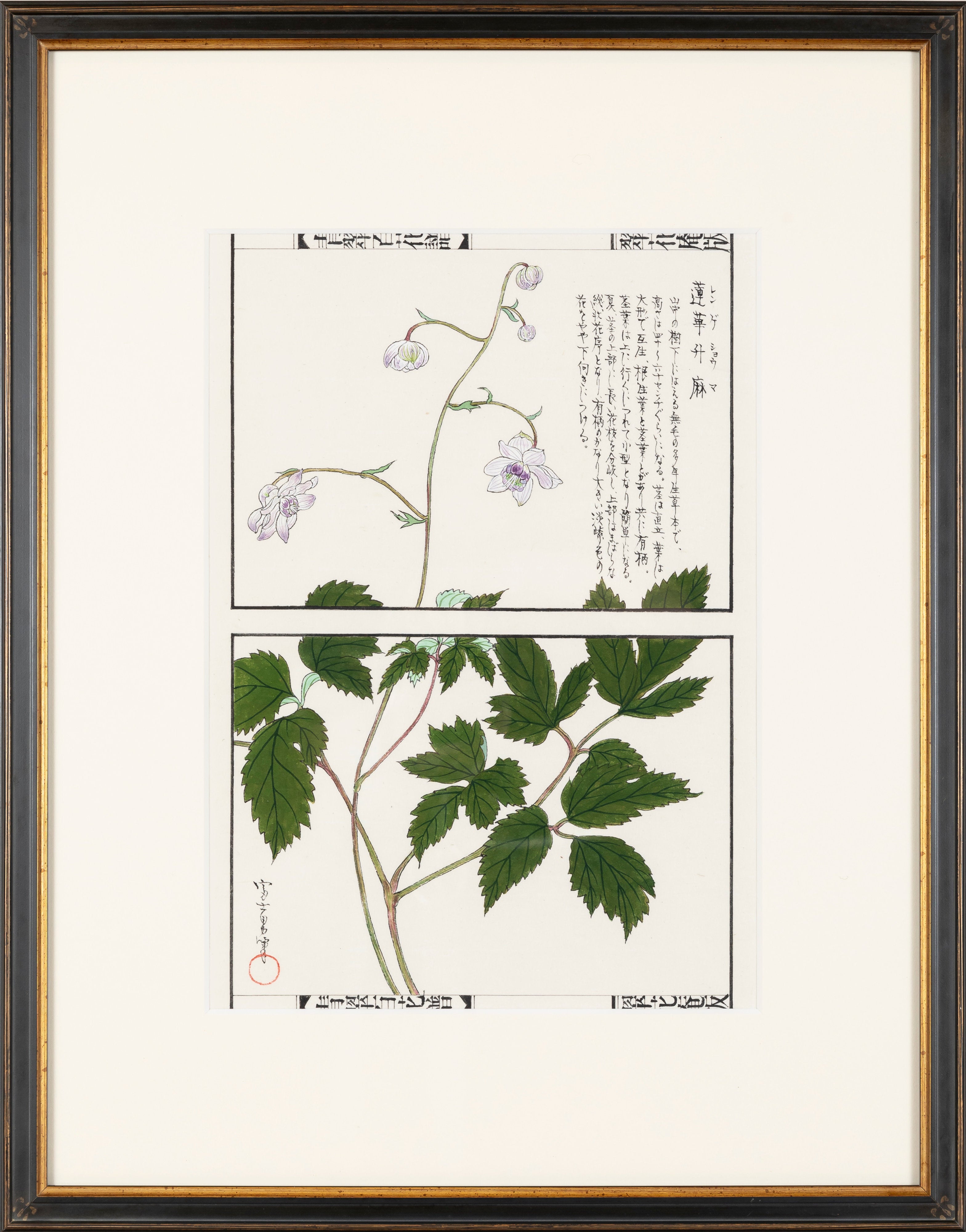 百花譜 「蓮華ショウマ」 | 川岸 富士男
