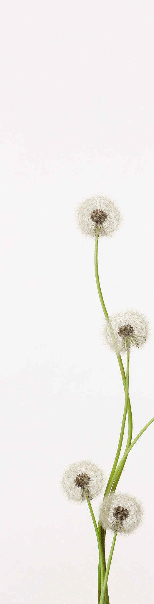 「蒲公英 5」（1/15) | 鞆岡 隆史