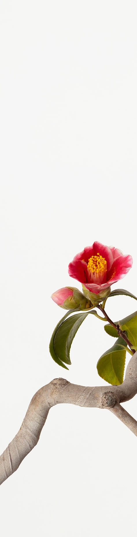 鞆岡 隆史|「椿(玉之浦)」（1/15)