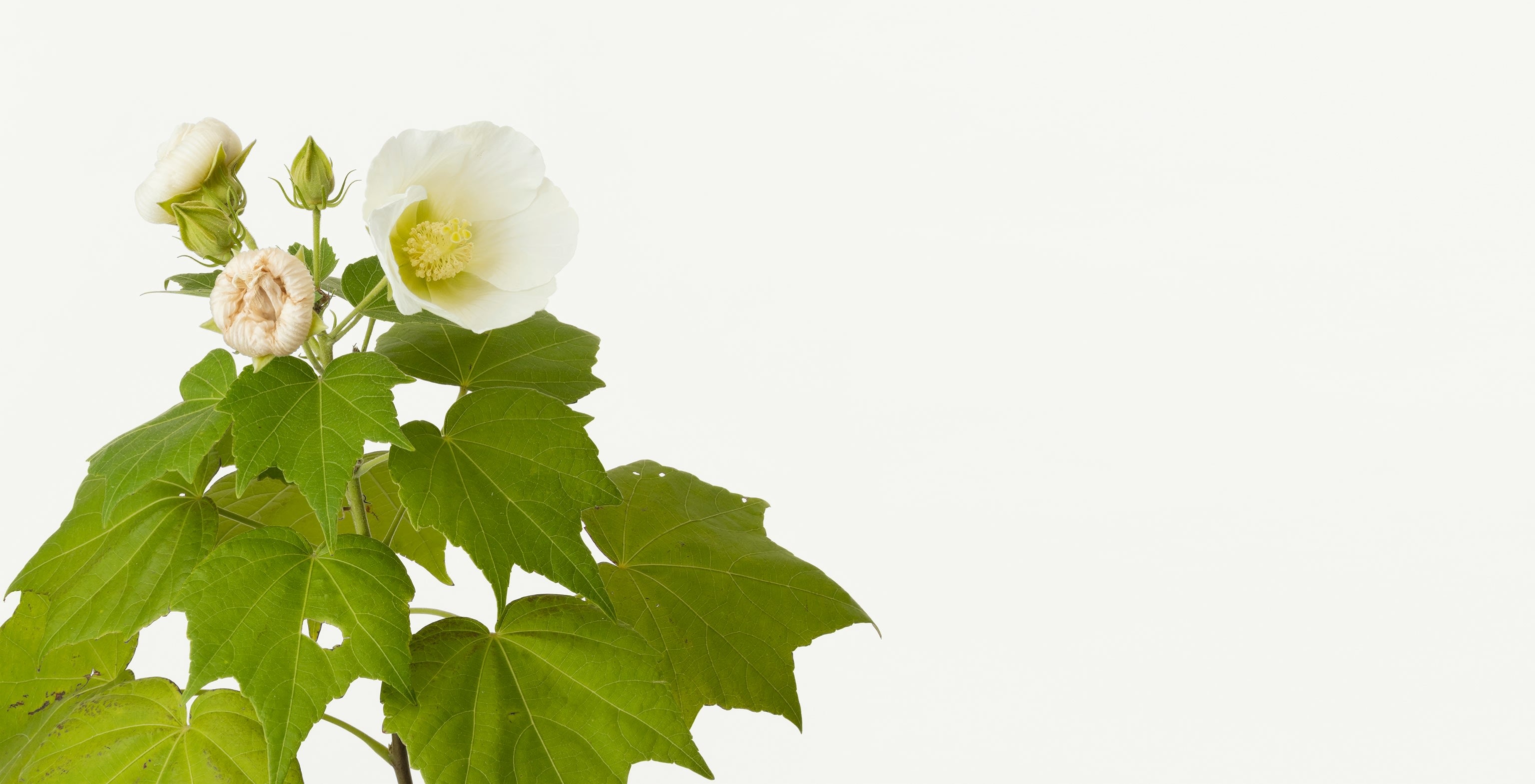 「芙蓉」（1/5）Hibiscus | 鞆岡 隆史