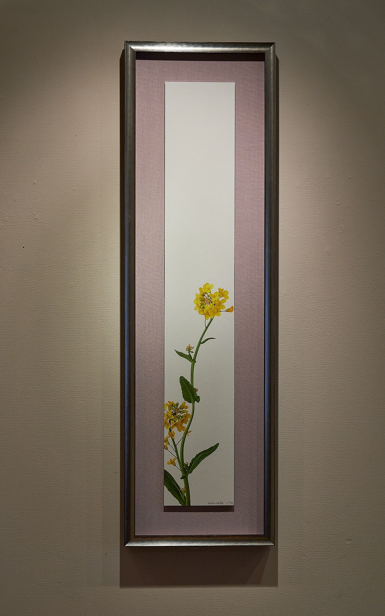 「菜の花 1」（1/15) Rape Blossoms 1 | 鞆岡 隆史