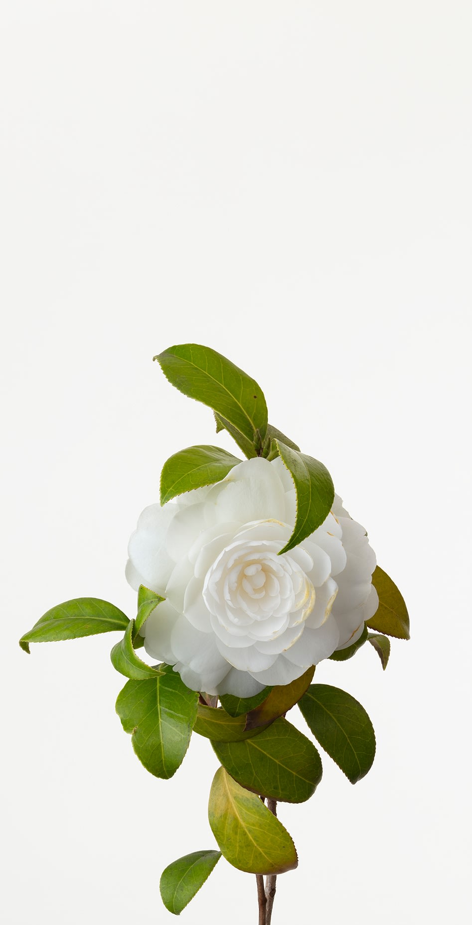 鞆岡 隆史|「樁 (薩摩白)」（1/15)