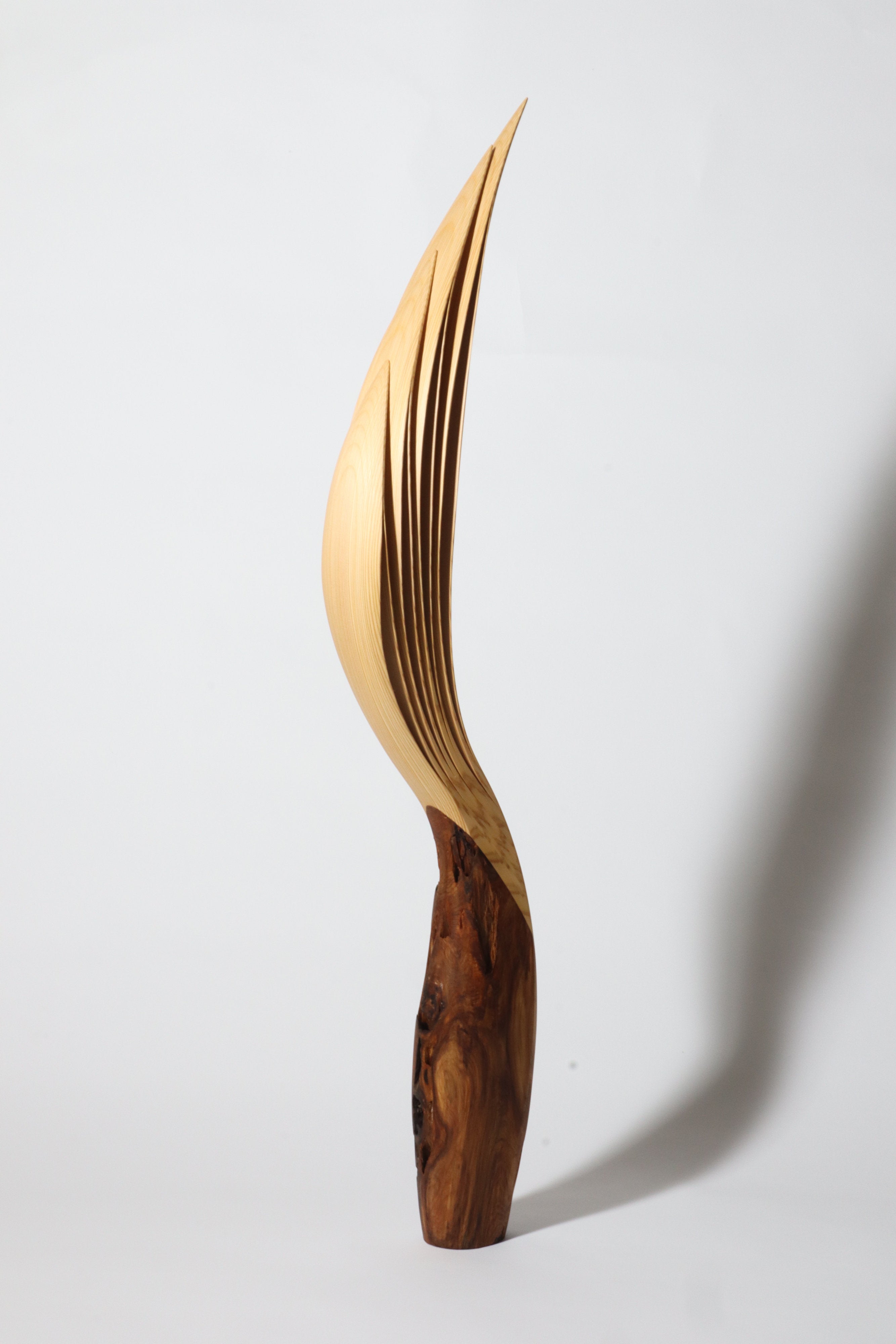 「飛翔」 | 平井 健太