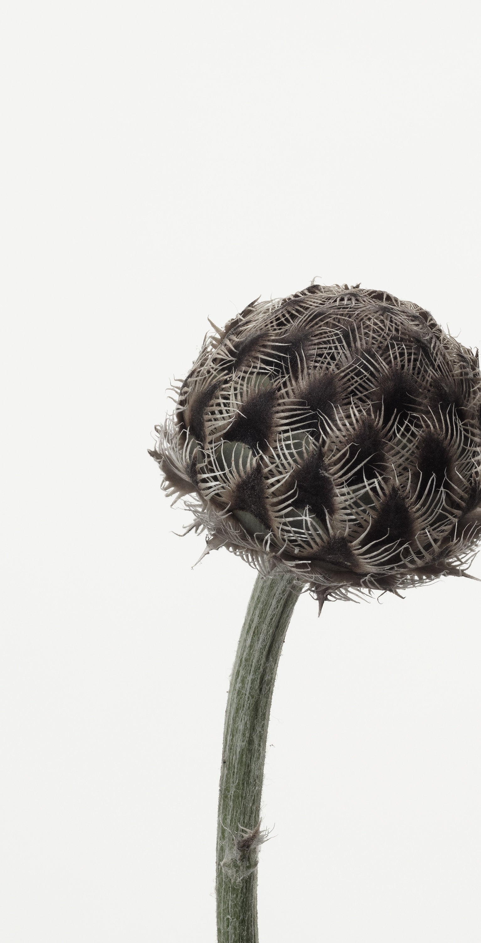 「セントーレア・ニグラ」（2/15) | 鞆岡 隆史