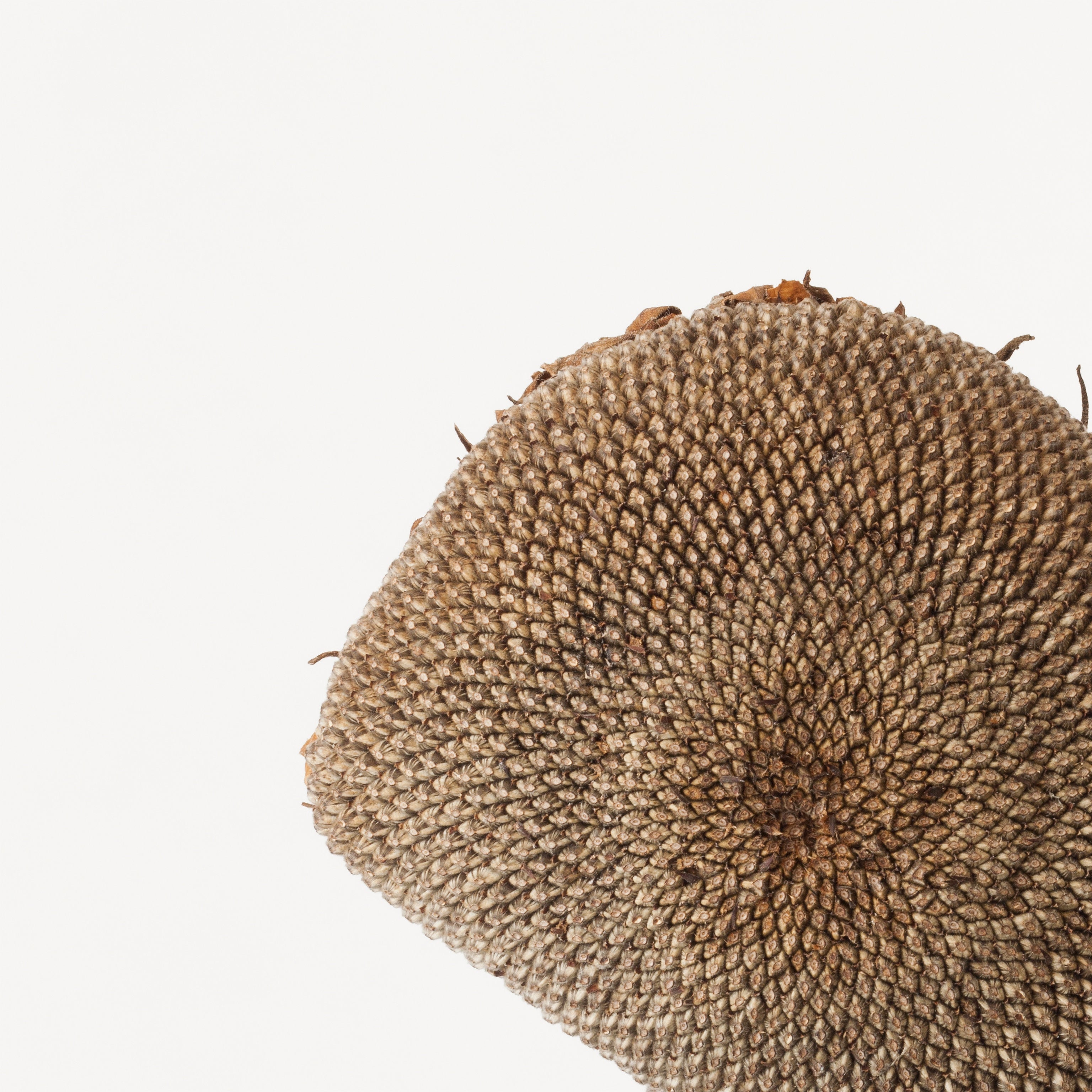 「向日葵 2」（2/5) | 鞆岡 隆史