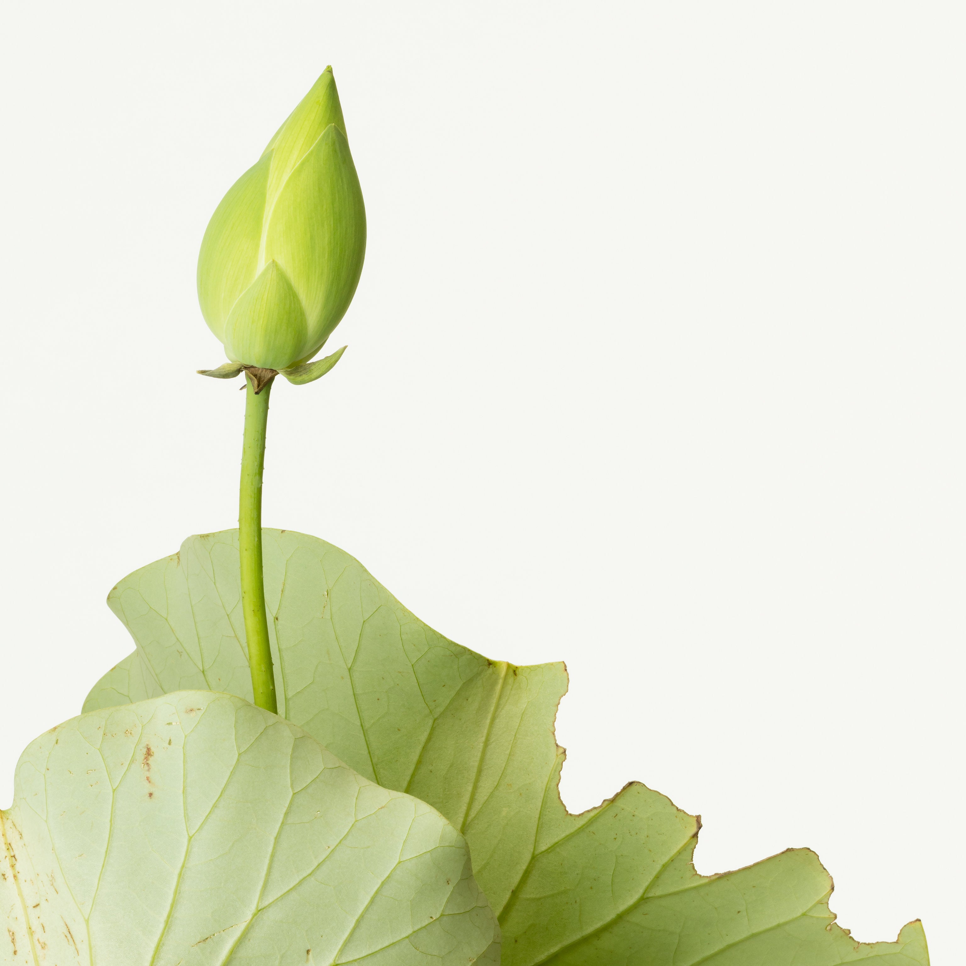 「清月蓮」（2/5) | 鞆岡 隆史