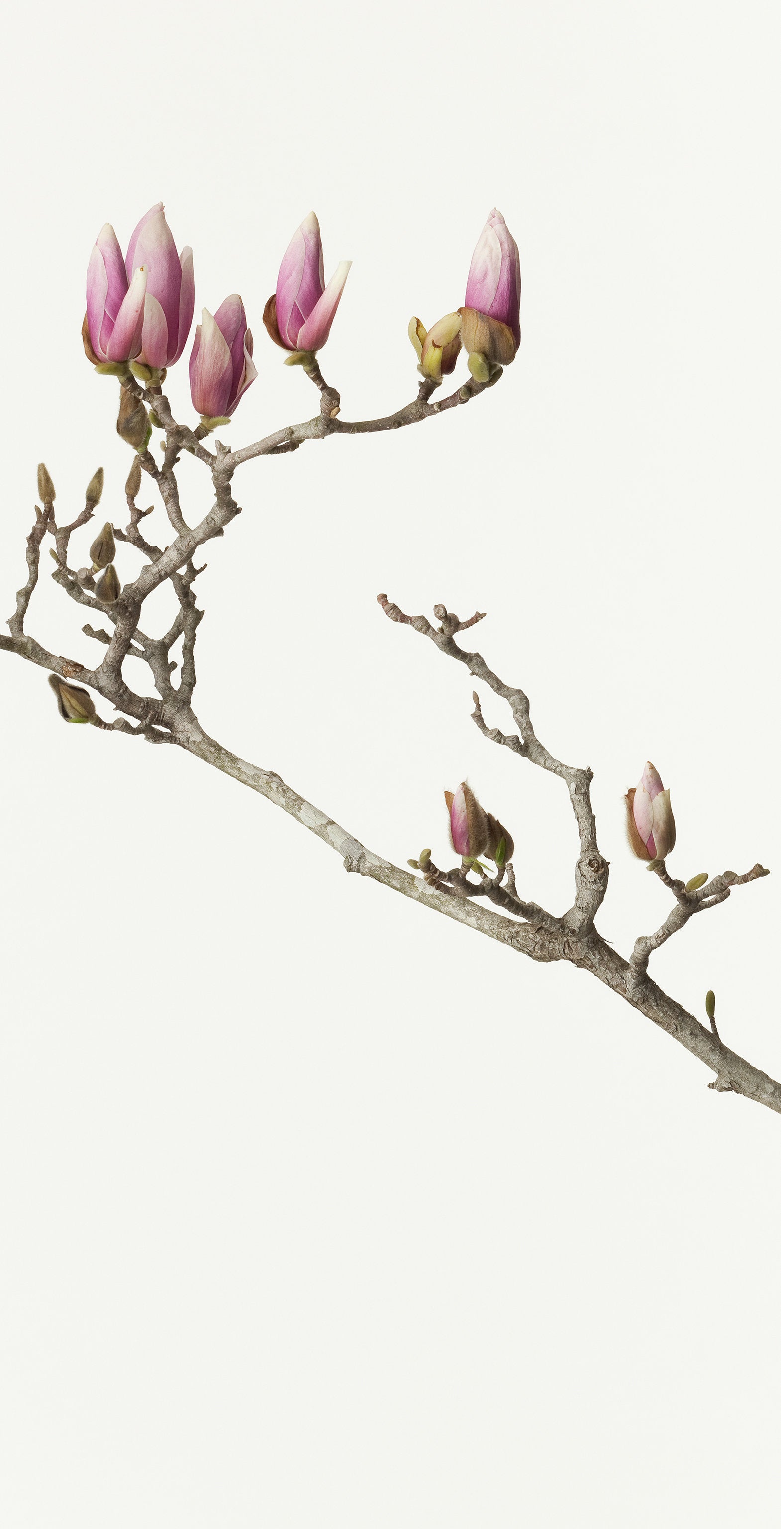 「木蓮 6」（1/15) | 鞆岡 隆史