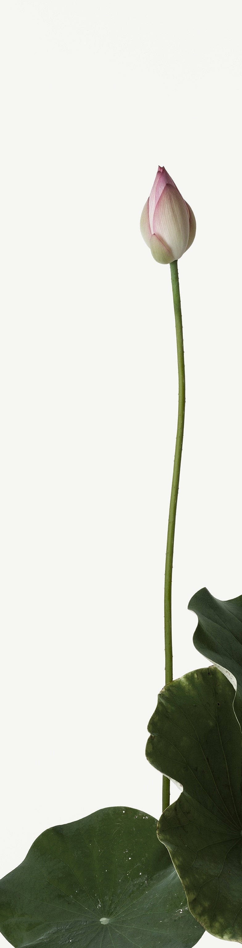 「金輪蓮 2」（3/15) | 鞆岡 隆史