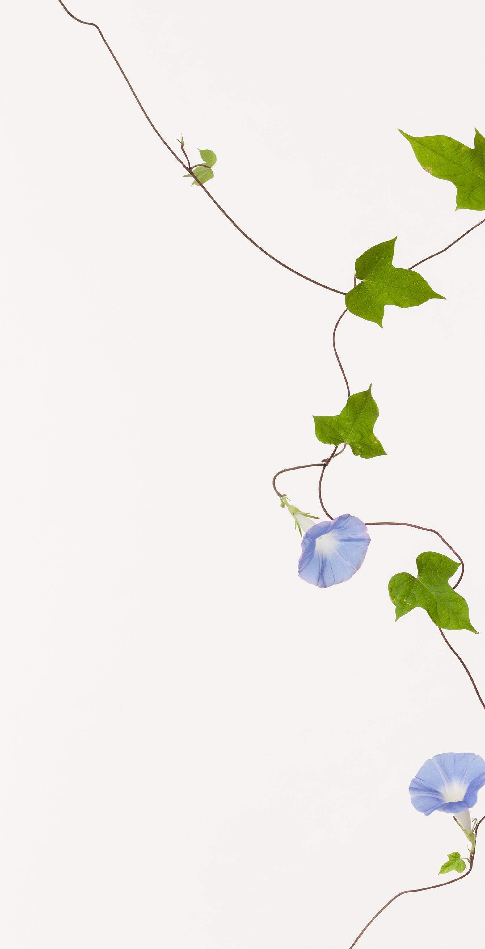 「朝顔 5」（4/5) | 鞆岡 隆史